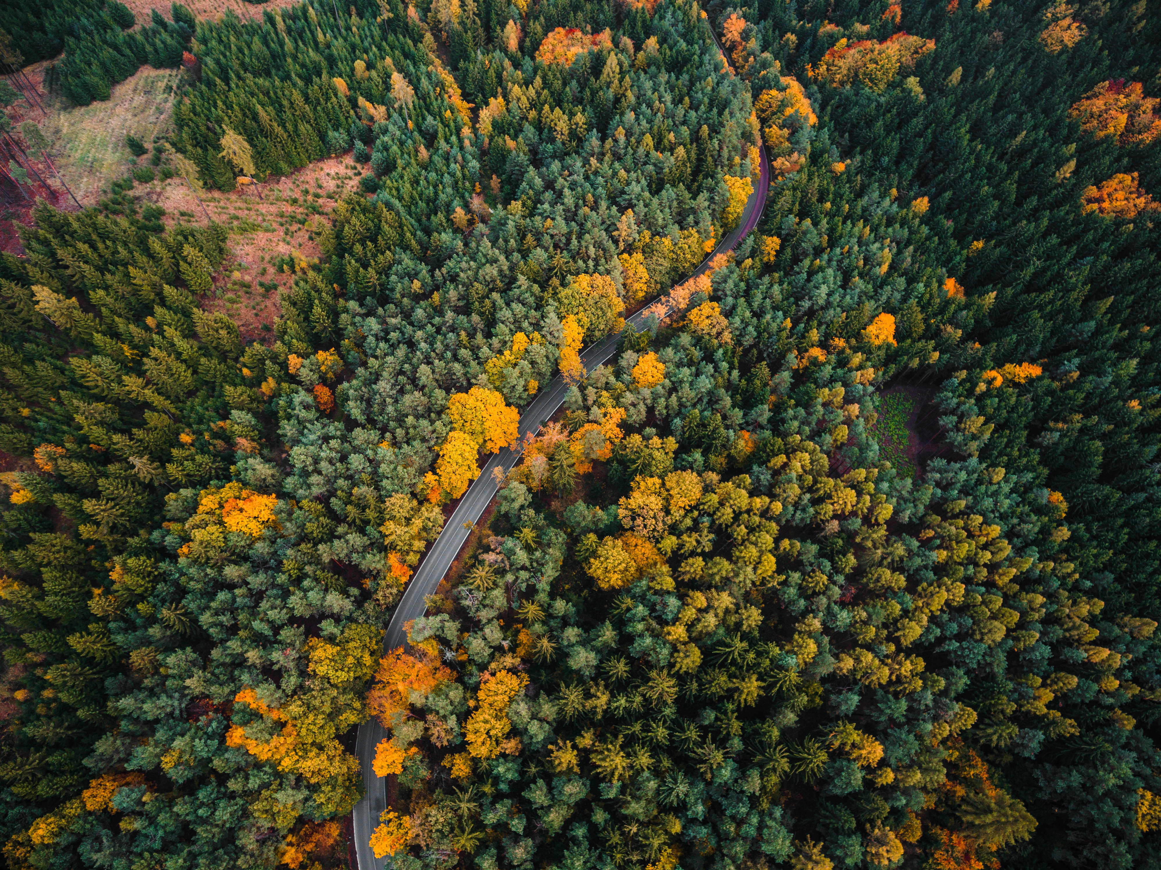 HD Forest 桌布 壁紙 — 一條蜿蜒的道路從高空俯瞰，穿過充滿活力的秋日森林。