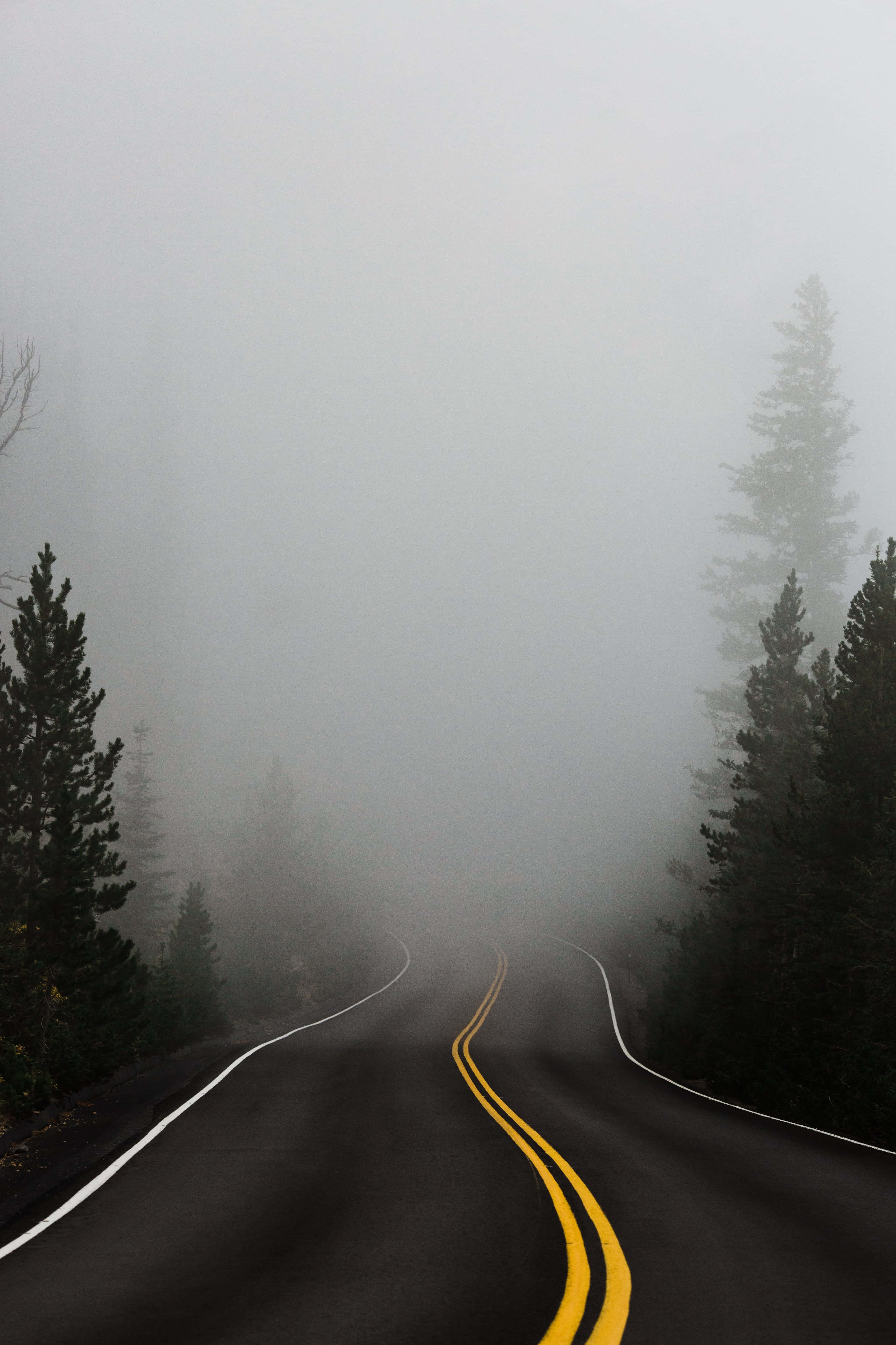 Foggy 桌布 壁紙 — 一條蜿蜒的道路消失在濃霧中，兩旁是深色的常綠樹和醒目的黃色雙線。