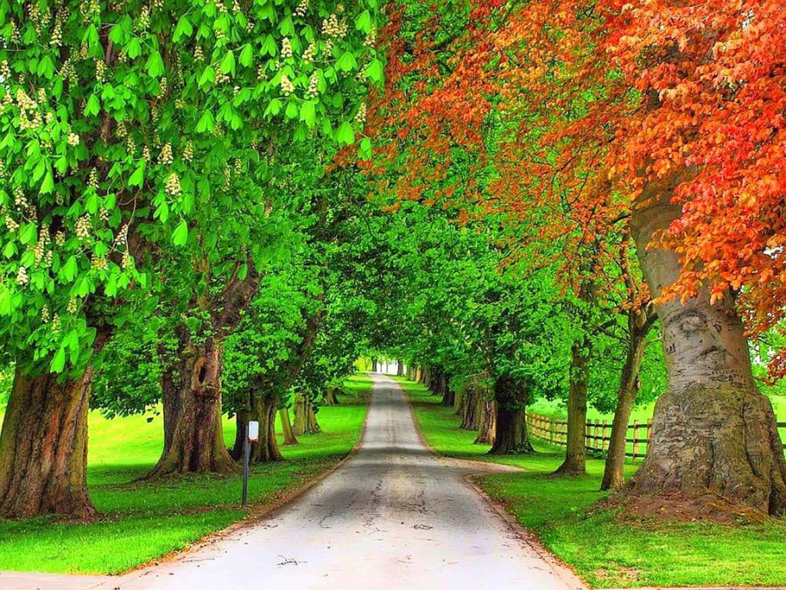trees 桌布 壁紙 — 一條蜿蜒的道路穿過一條充滿活力的林蔭大道，茂密的綠色和火紅色的樹葉在頭頂拱起。