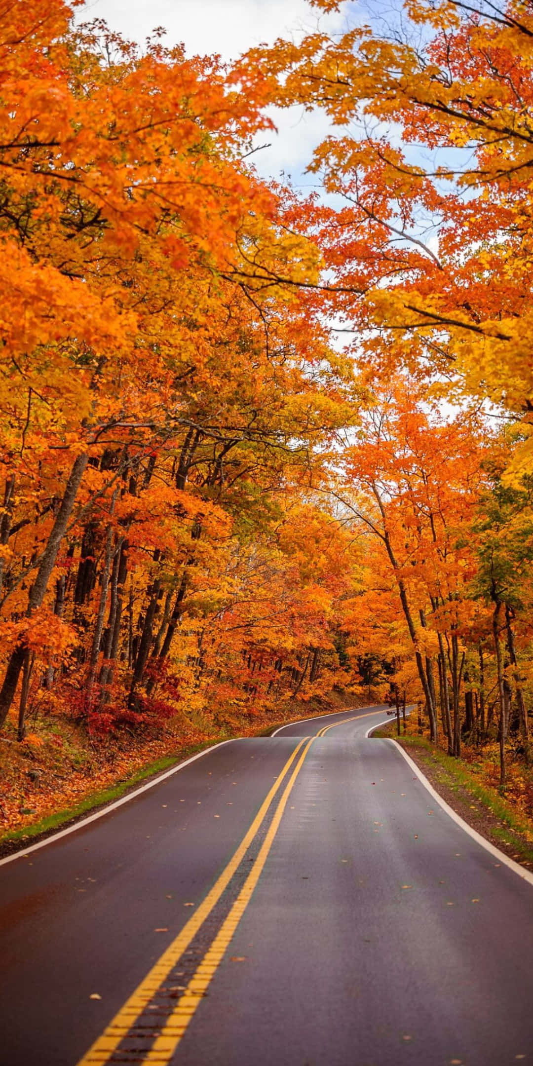 Pixel 3 Autumn 桌布 壁紙 — 一條蜿蜒的道路穿過一條由火橙色秋樹組成的隧道，上方是淡藍色的天空。