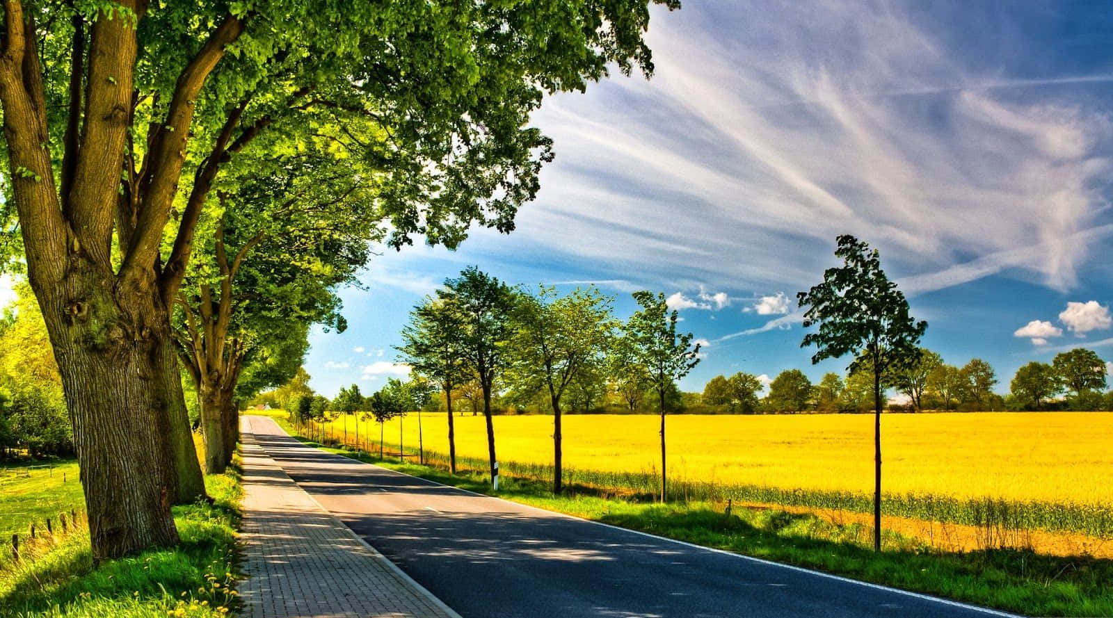 Summer Landscape 桌布 壁紙 — 一條蜿蜒的道路穿過一片充滿活力的黃色田野，在明亮的藍天下，有縷縷白雲和茂密的綠樹排列在路旁。