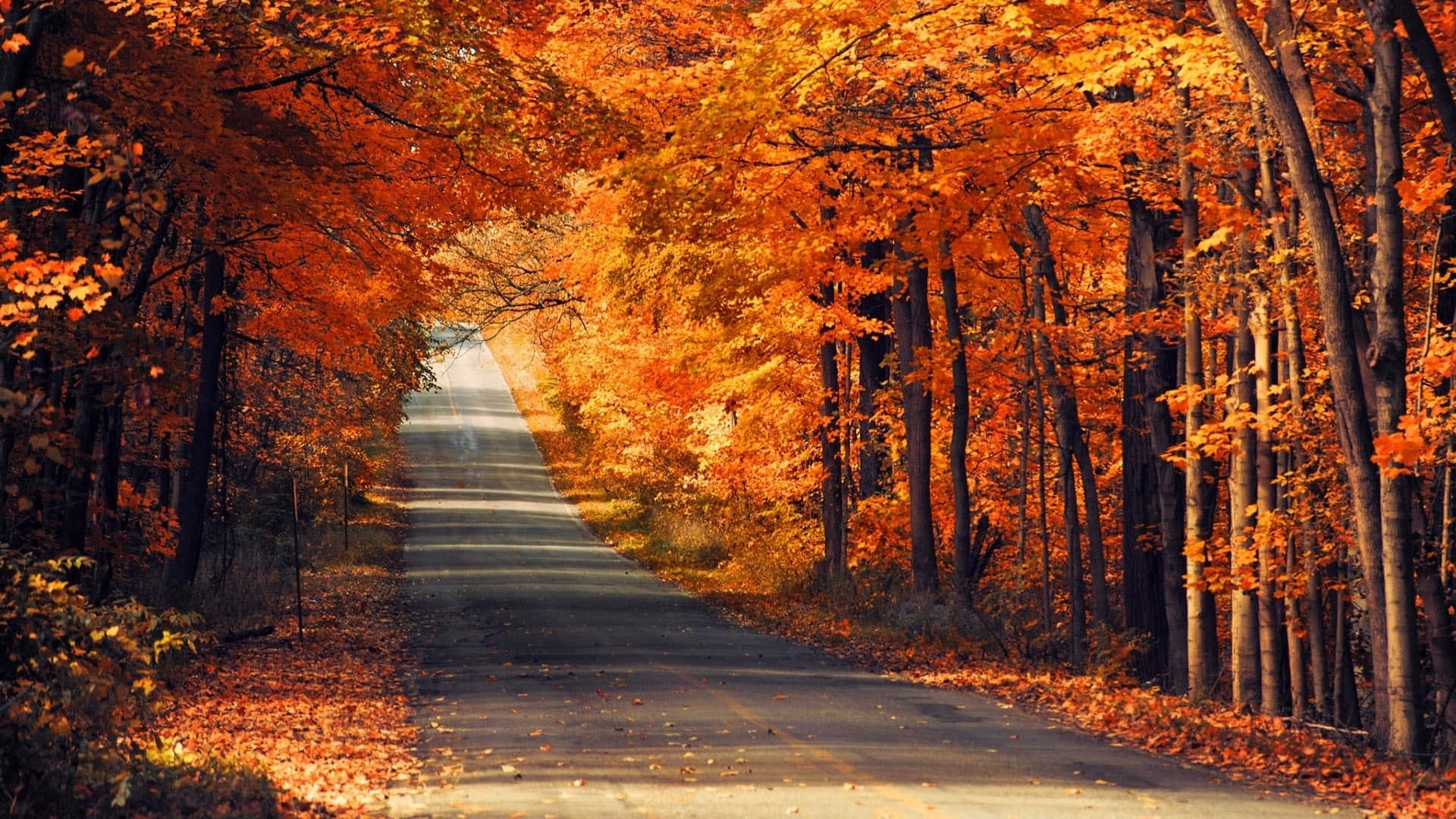 Autumn Wind 桌布 壁紙 — 一條蜿蜒的道路穿過一片在柔和日光下燃燒著火紅橙黃秋葉的森林。