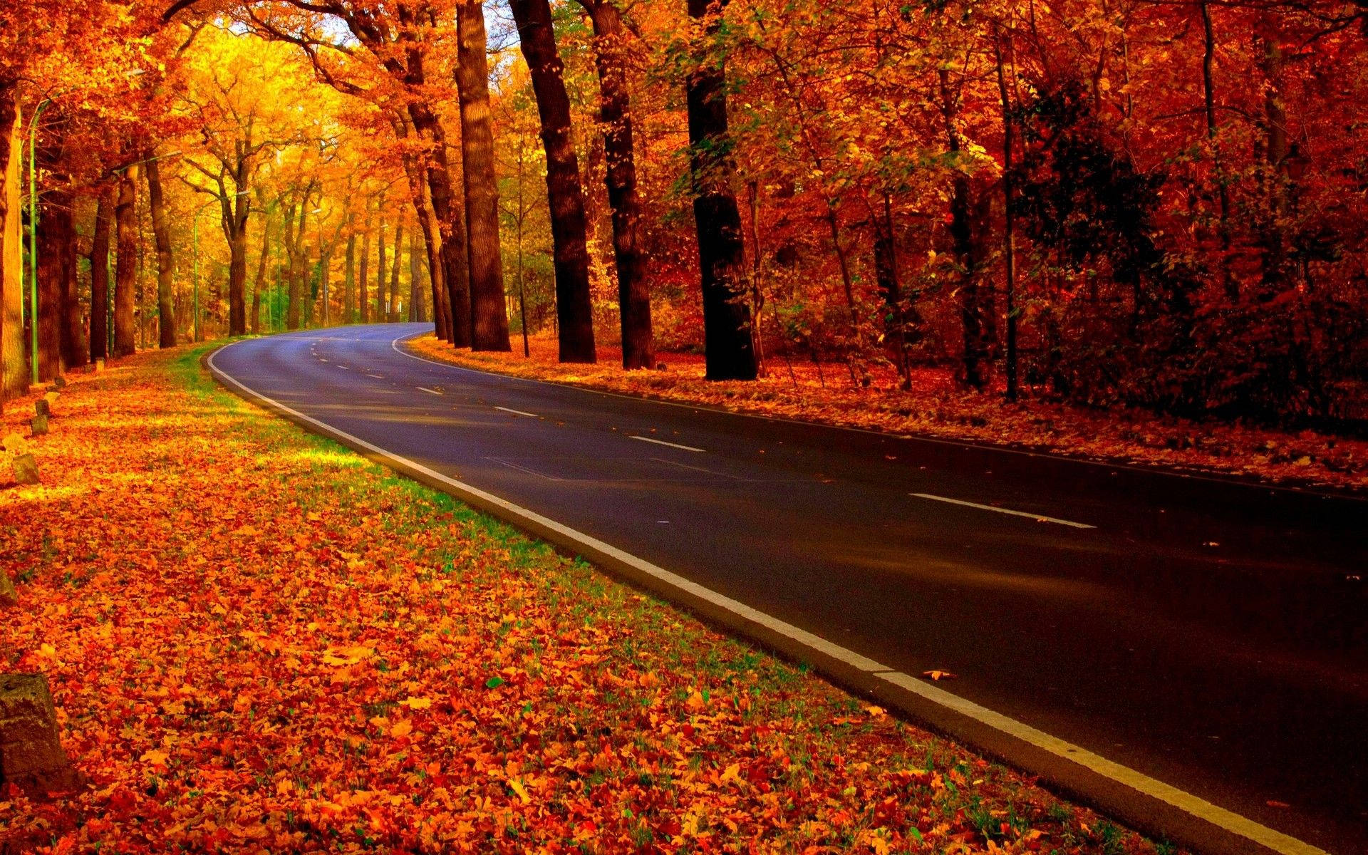 美學秋季 桌布 壁紙 — 一條蜿蜒的道路穿過一片被火紅橙紅秋葉點燃的森林，沐浴在柔和的金色光芒中。