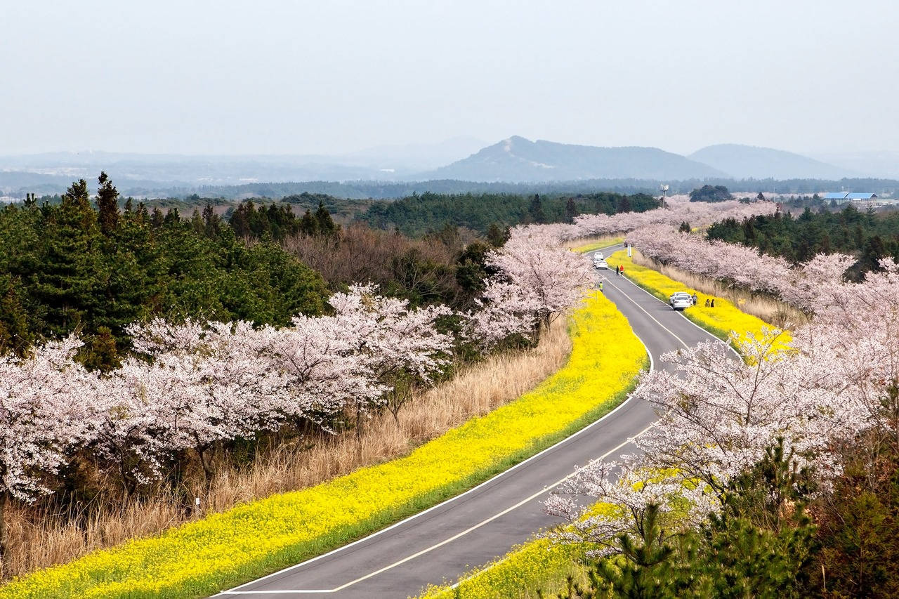 Jeju 桌布 壁紙 — 一條蜿蜒的道路穿過充滿活力的春天景觀，兩旁盛開的櫻花和金色的油菜花田，在柔和的多雲天空下。