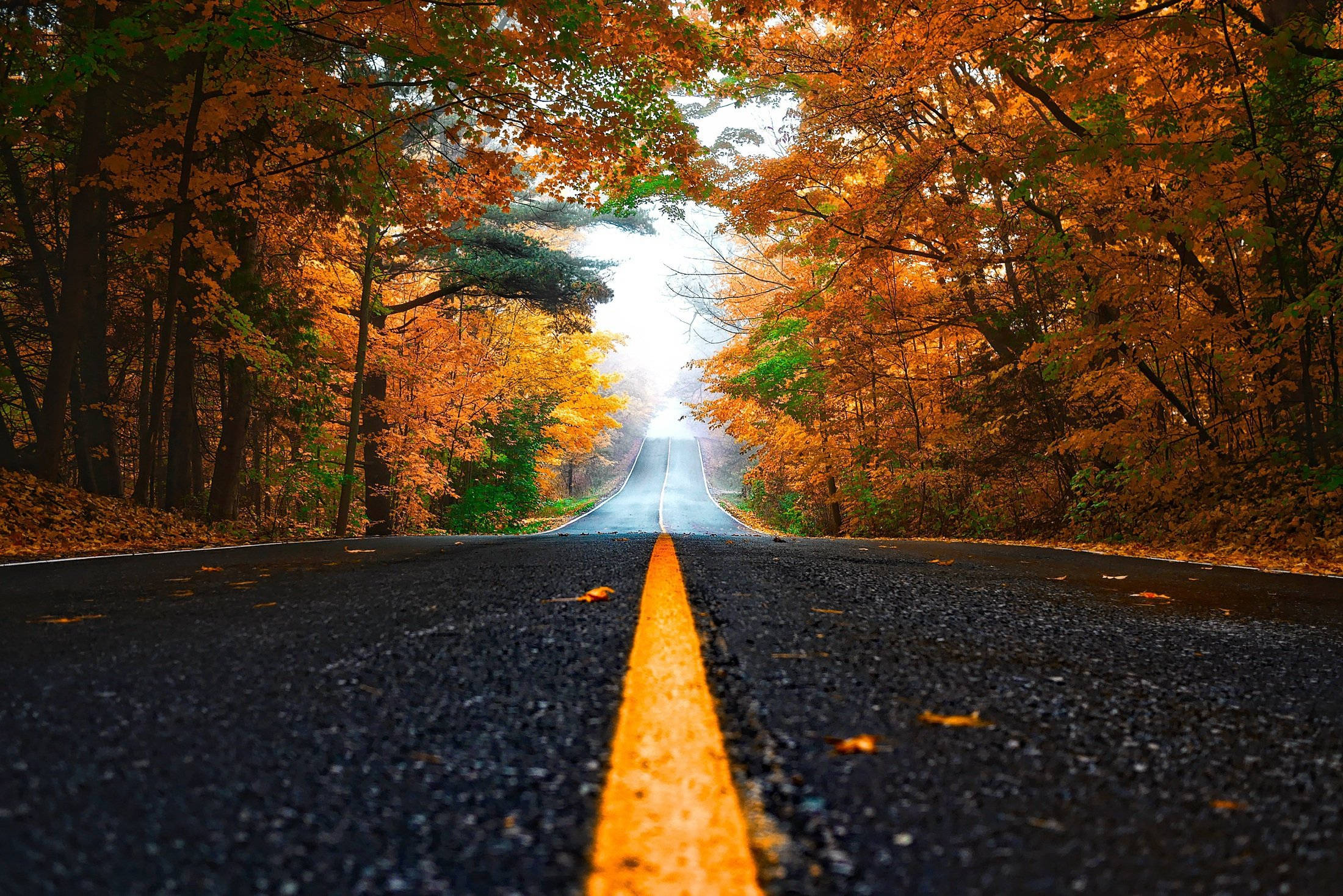Fall Leaves 桌布 壁紙 — 一條蜿蜒的道路穿過充滿活力的橙色秋樹隧道，盡頭有明亮的光芒。