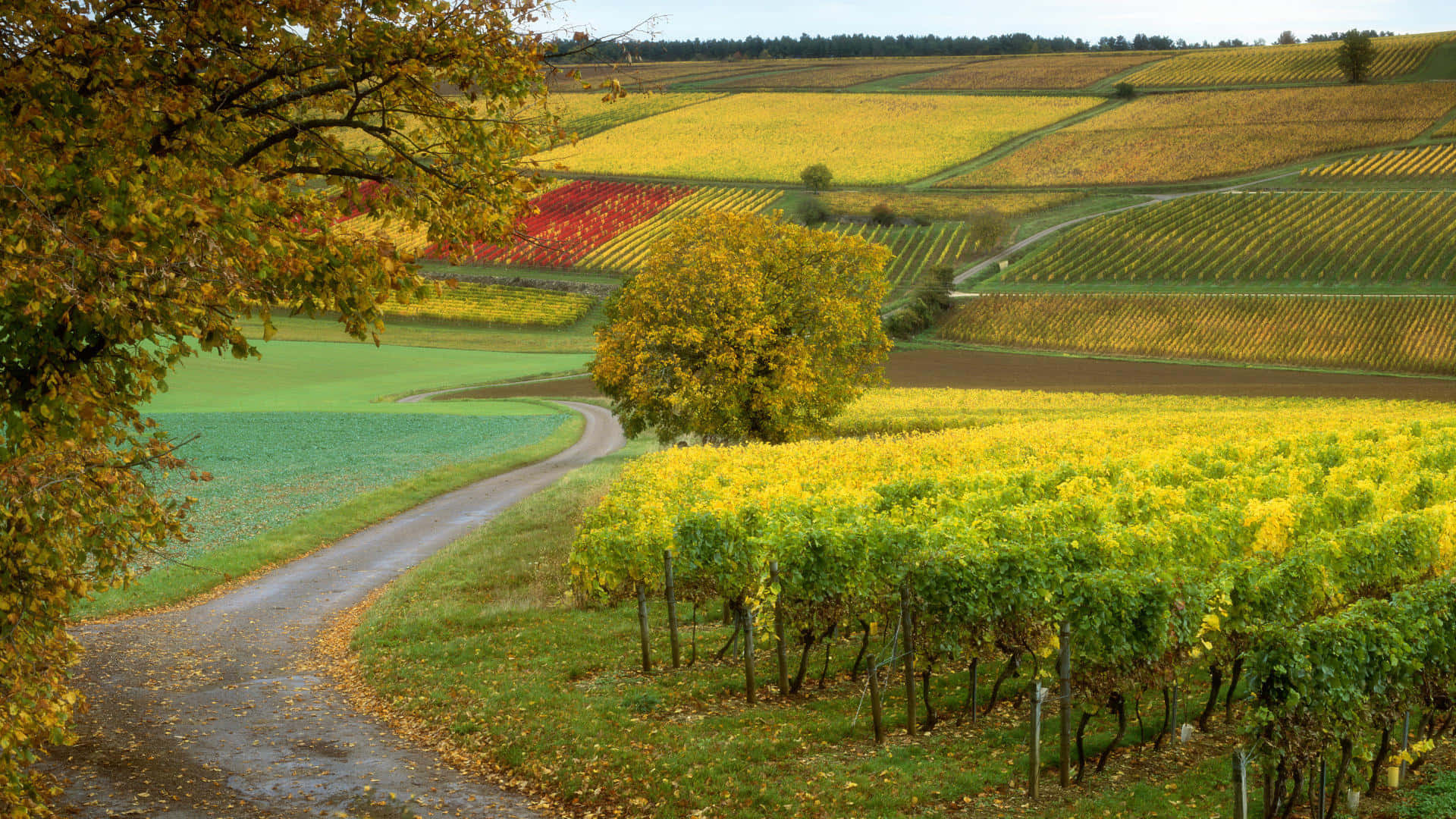 Vineyard 桌布 壁紙 — 一條蜿蜒的道路穿過充滿活力的秋季葡萄園，金黃色和紅色的行列在柔和天空下。