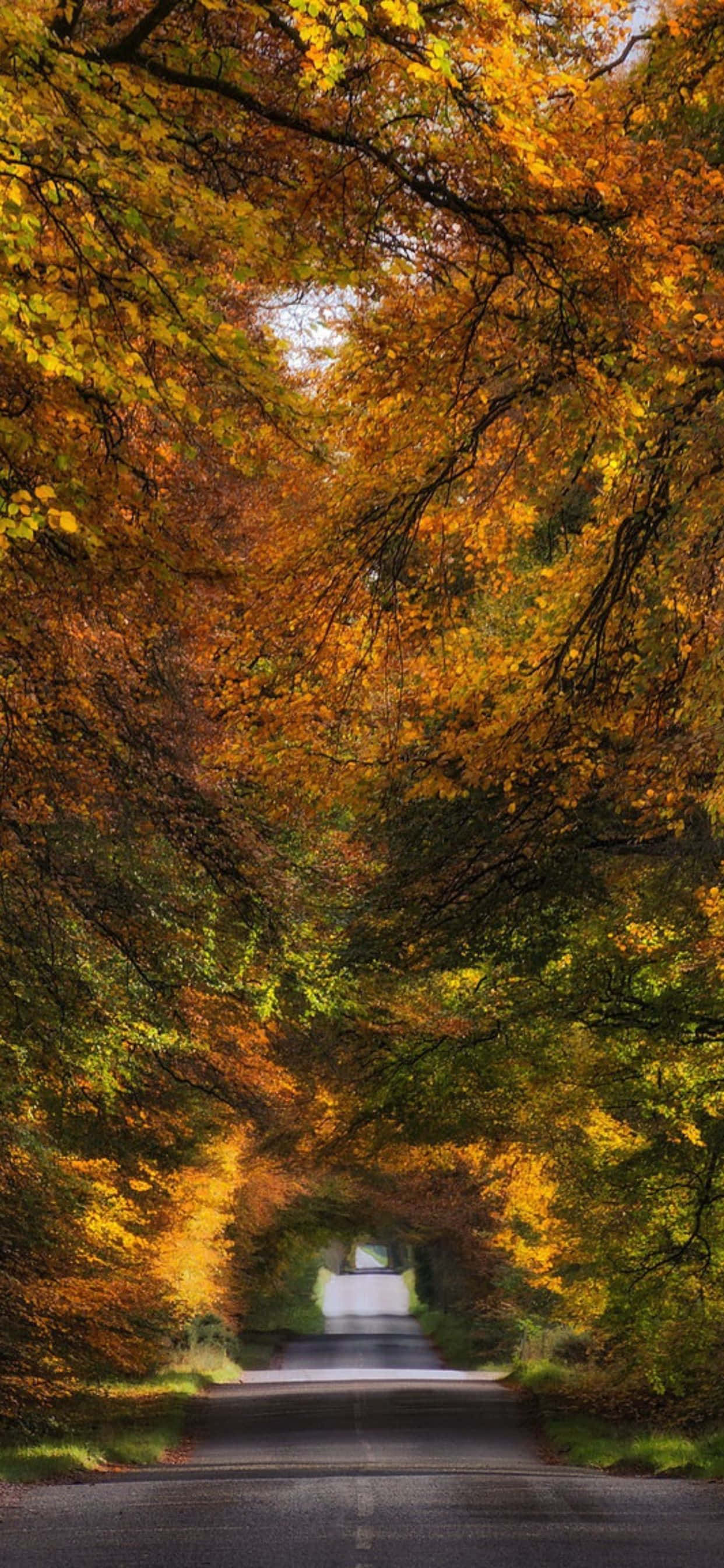 iPhone Xs Max Autumn 桌布 壁紙 — 一條蜿蜒的道路穿過充滿活力的秋日森林樹冠，閃耀著金橙色的樹葉。