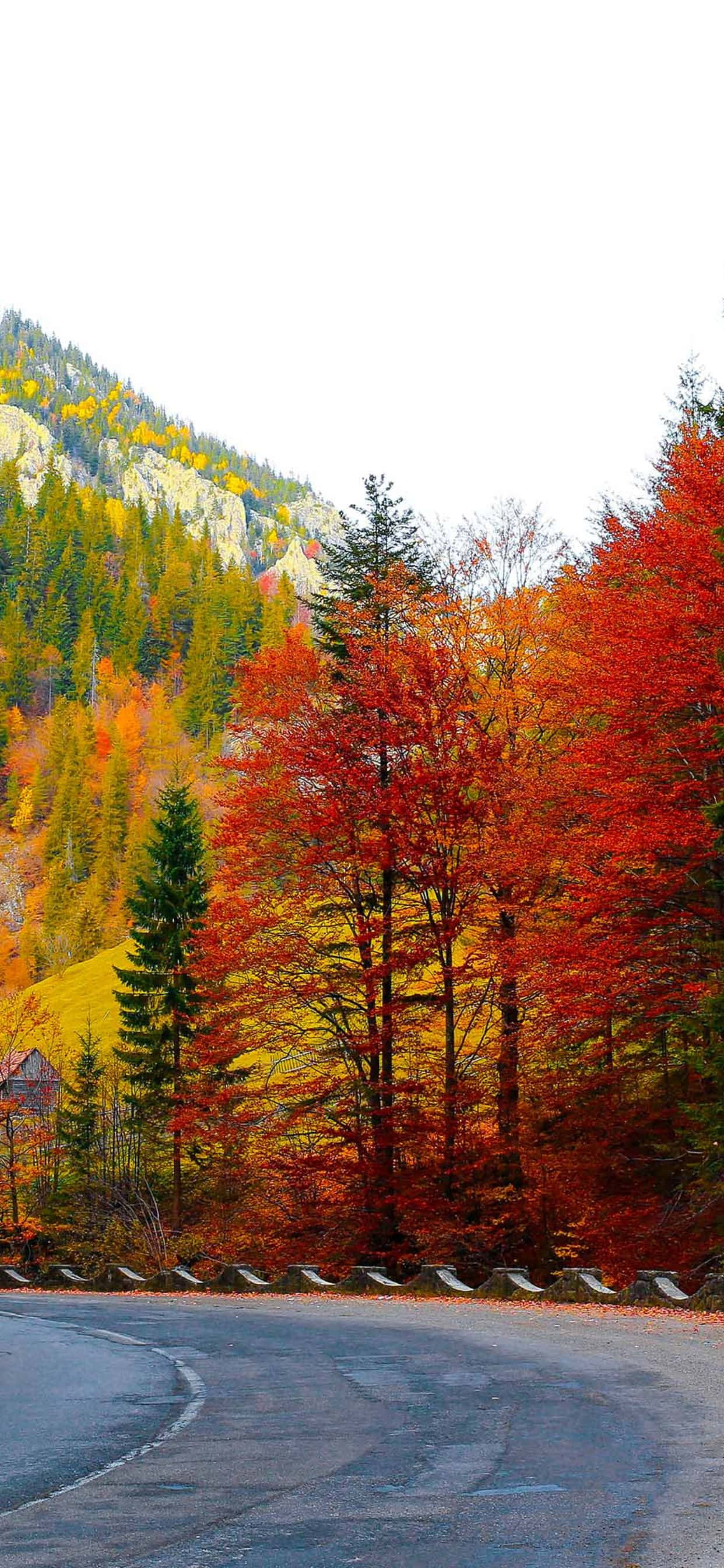 iPhone Xs Max Autumn 桌布 壁紙 — 一條蜿蜒的道路穿過充滿活力的秋日森林，火紅和金黃的樹木映襯著明亮的白色天空。