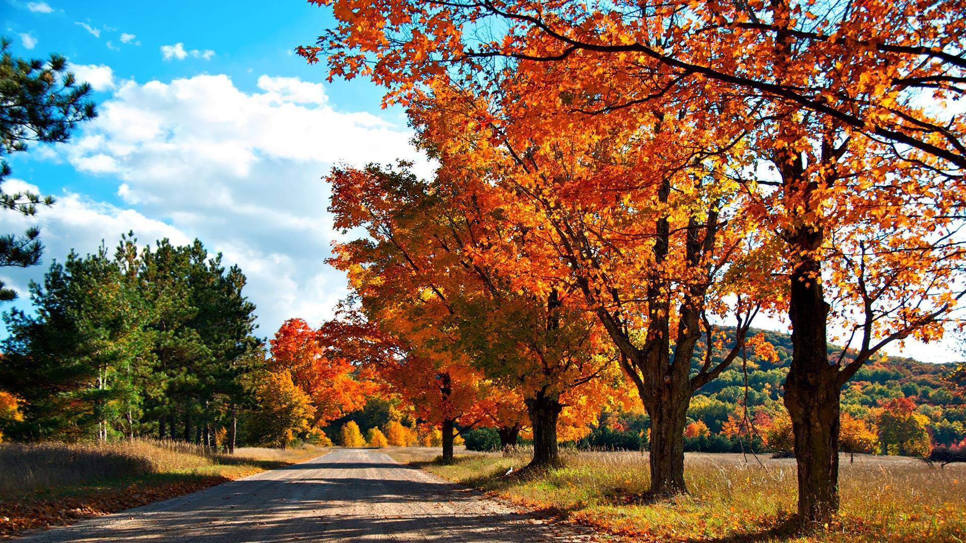 Country Road 桌布 壁紙 — 一條蜿蜒的道路穿過充滿活力的秋日森林，火紅的橙色樹木在明亮的藍天下，飄著蓬鬆的白雲。