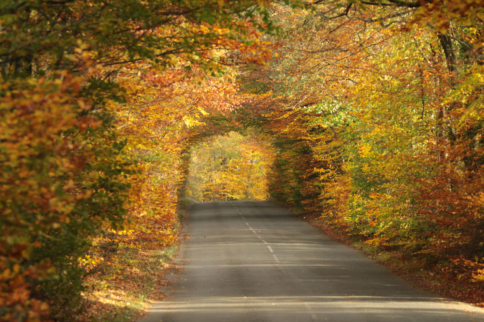 Brown Autumn 桌布 壁紙 — 一條蜿蜒的道路穿過充滿活力的秋日森林樹冠，閃耀著金橙色的樹葉。