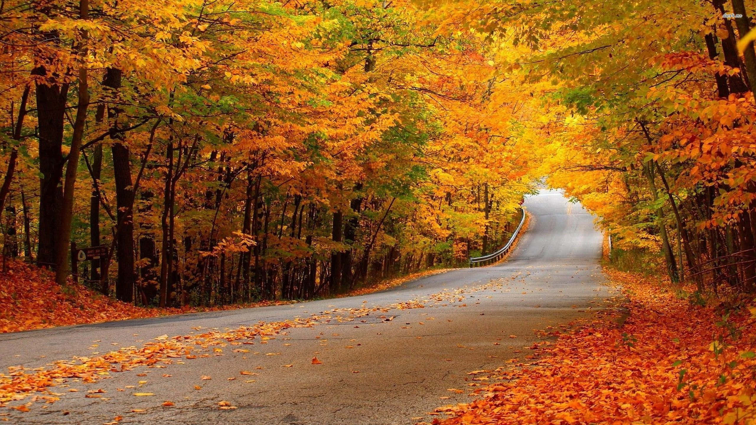 Fall Colors 桌布 壁紙 — 一條蜿蜒的道路穿過充滿活力的秋日森林，金色的樹葉覆蓋著地面和樹木。