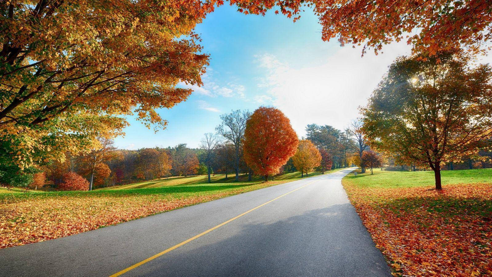 Road 桌布 壁紙 — 一條蜿蜒的道路穿過充滿活力的秋日森林，金色的樹葉在頭頂拱起，映襯著清澈的藍天。