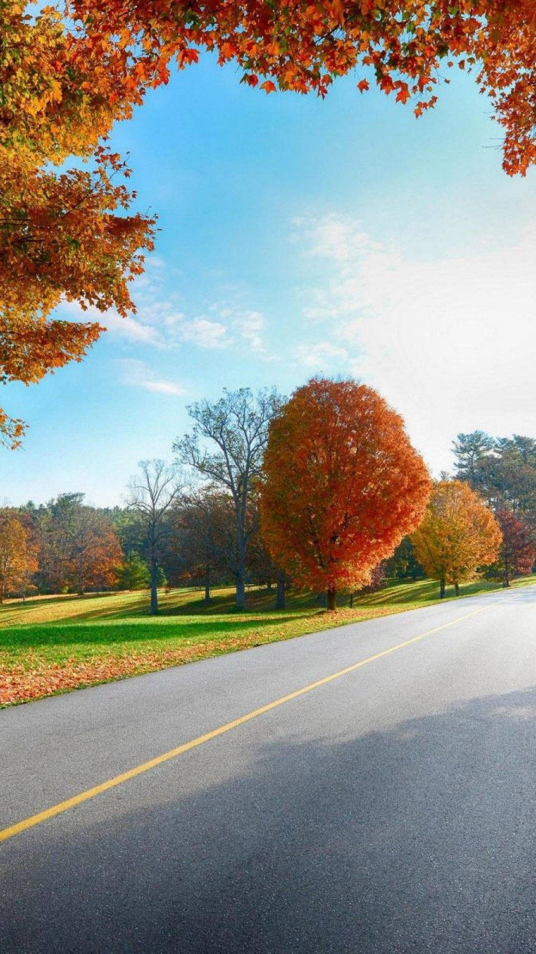 Interesting iPhone 桌布 壁紙 — 一條蜿蜒的道路穿過充滿活力的秋日森林，火紅的橙色樹木襯托著清澈的藍天。