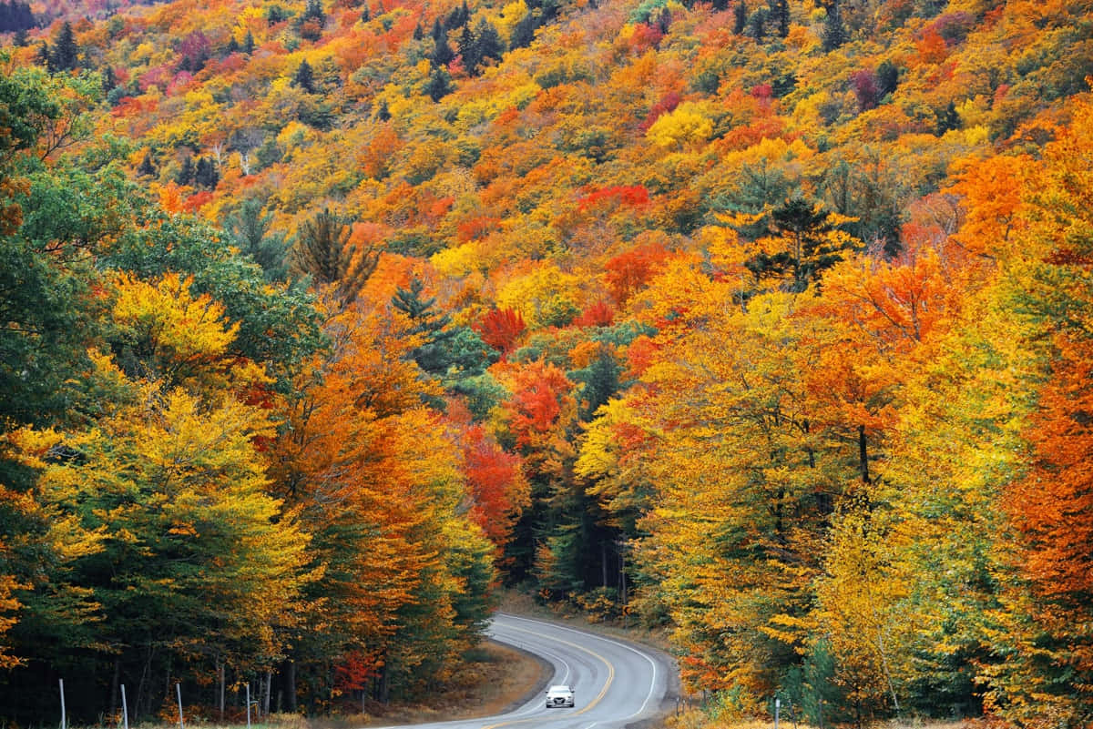 Fall Road 桌布 壁紙 — 一條蜿蜒的道路穿過充滿活力的秋日森林，樹木呈現出橙色、黃色和紅色的火焰色彩。