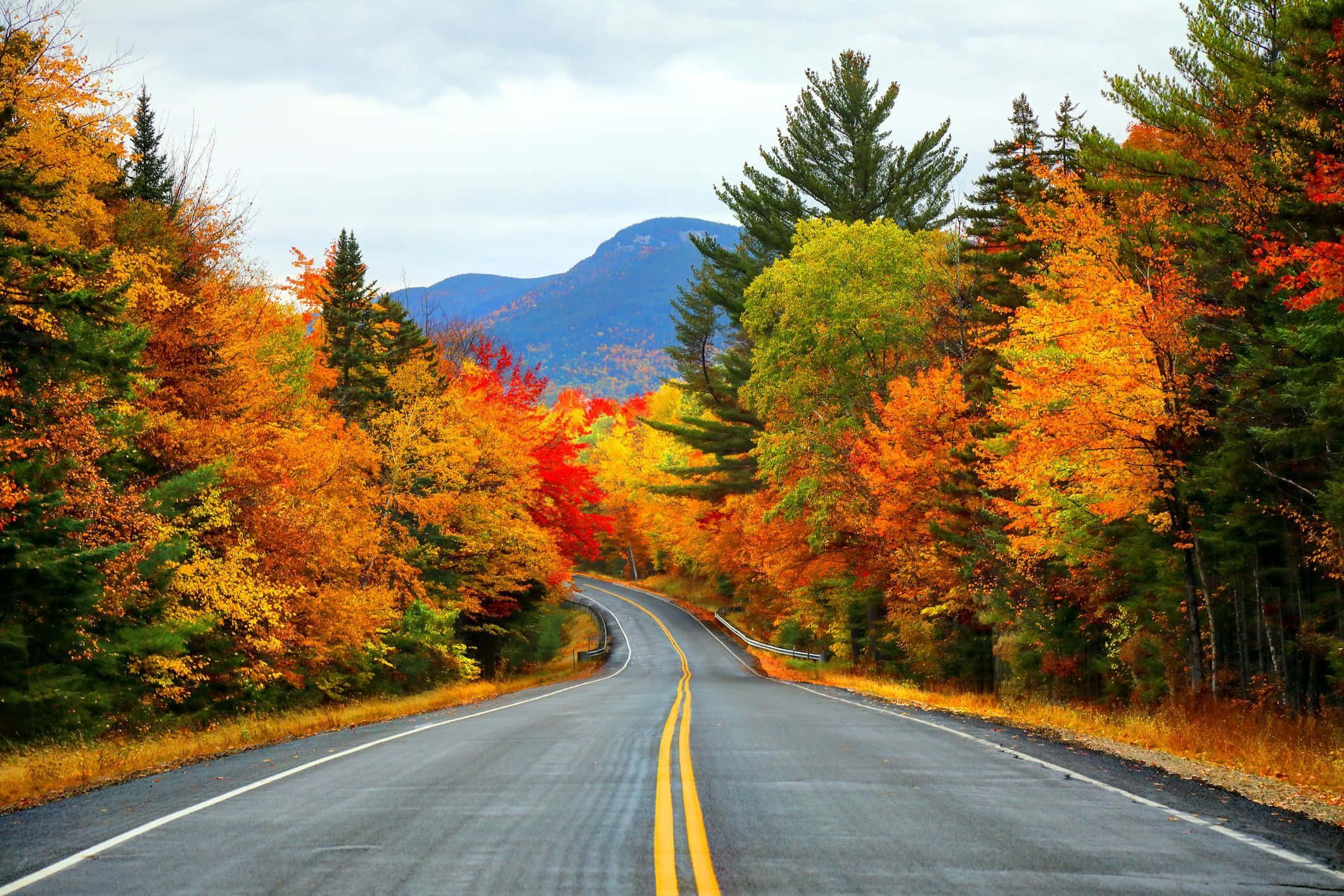 Autumn Fall 桌布 壁紙 — 一條蜿蜒的道路穿過充滿活力的秋日森林，火紅的橙色和紅色樹葉在陰天襯托下勾勒出瀝青路面。