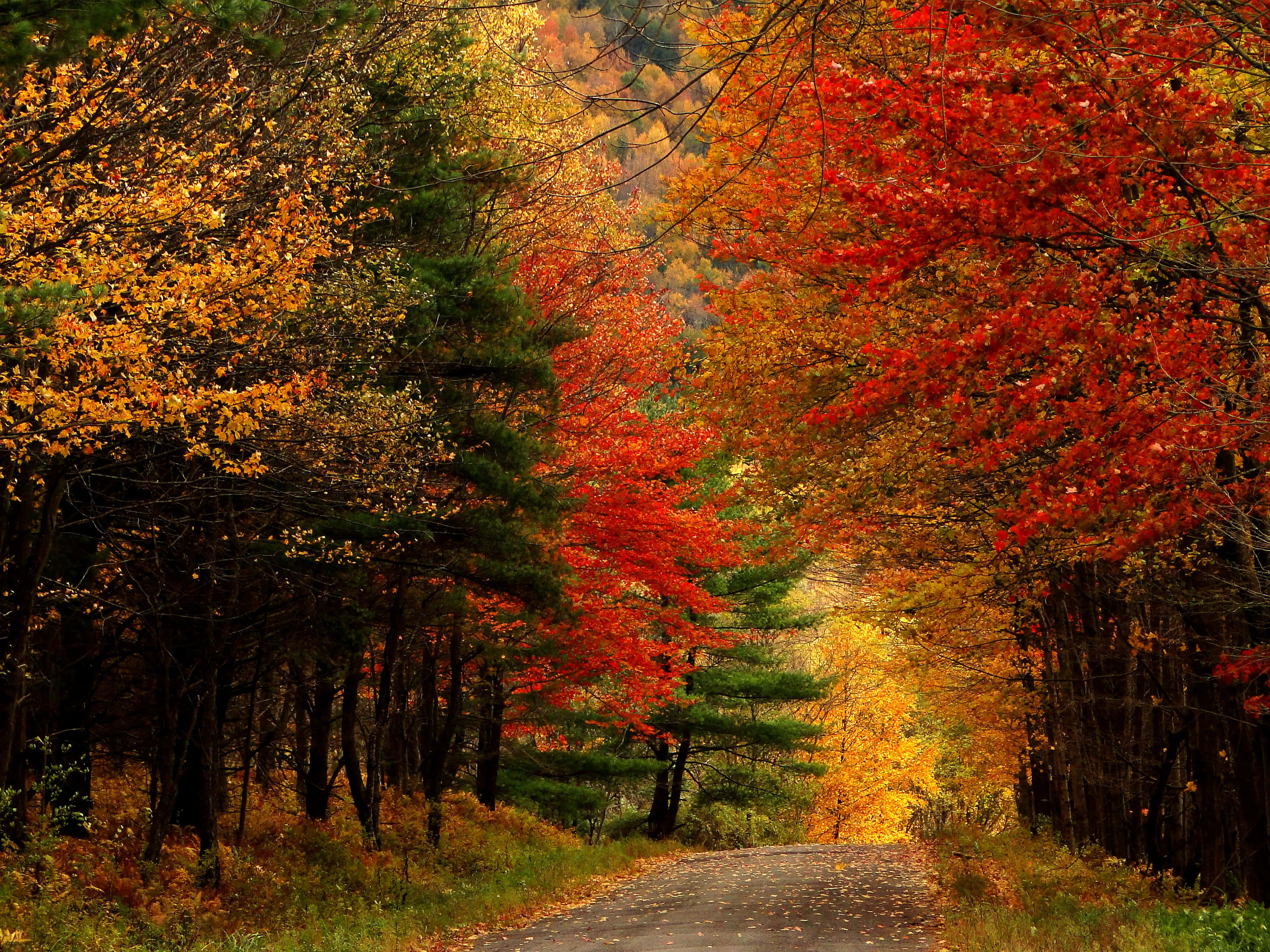 Road 桌布 壁紙 — 一條蜿蜒的道路穿過充滿活力的秋日森林，火紅和金黃色的樹葉在頭頂拱起。