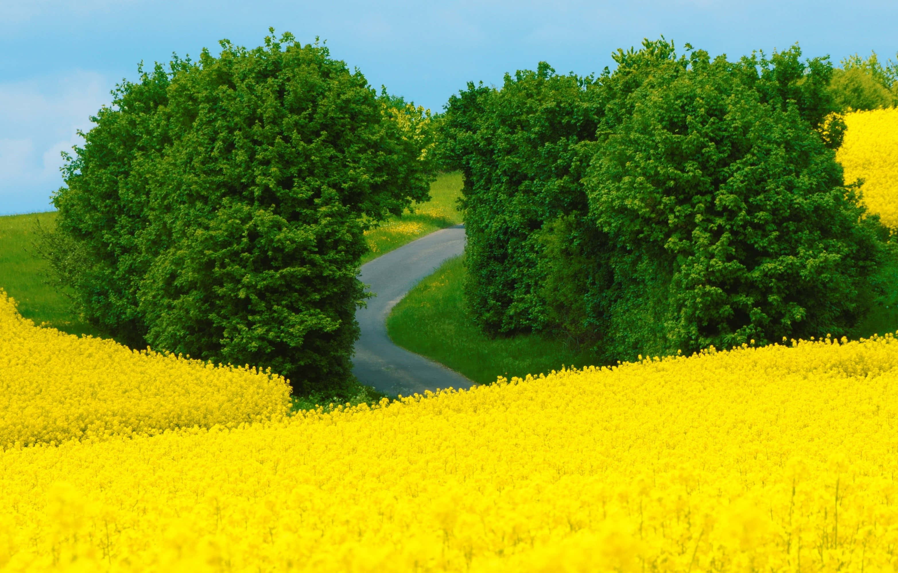 風景 桌布 壁紙 — 一條蜿蜒的道路穿過充滿活力的黃色油菜花田，兩旁是茂密的綠樹，在清澈的藍天下。