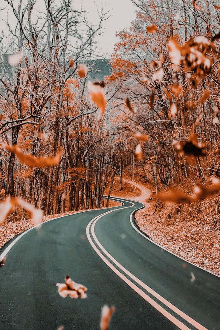 Vintage Autumn 桌布 壁紙 — 一條蜿蜒的道路穿過森林，前景中飄落的橙色樹葉旋轉飛舞。