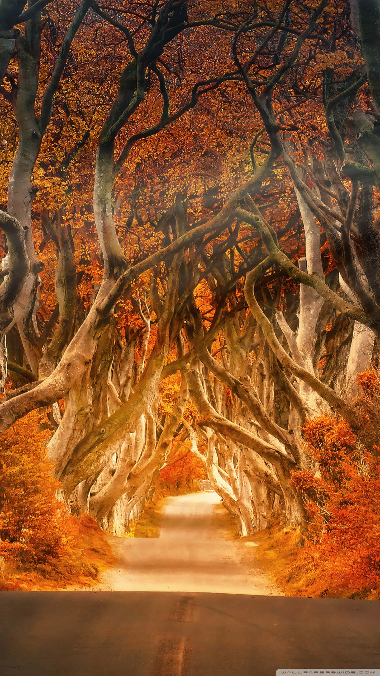 Vintage Autumn 桌布 壁紙 — 一條蜿蜒的道路穿過由扭曲古樹形成的樹冠，樹上閃耀著火紅的秋葉。