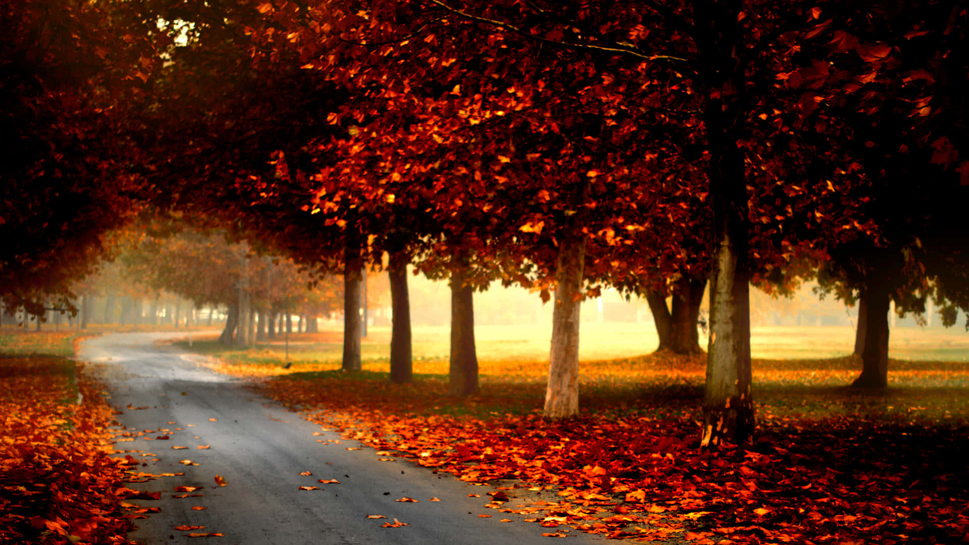 Autumn Wind 桌布 壁紙 — 一條蜿蜒的道路穿過由火紅和橙色秋樹組成的隧道，落葉鋪滿地面。