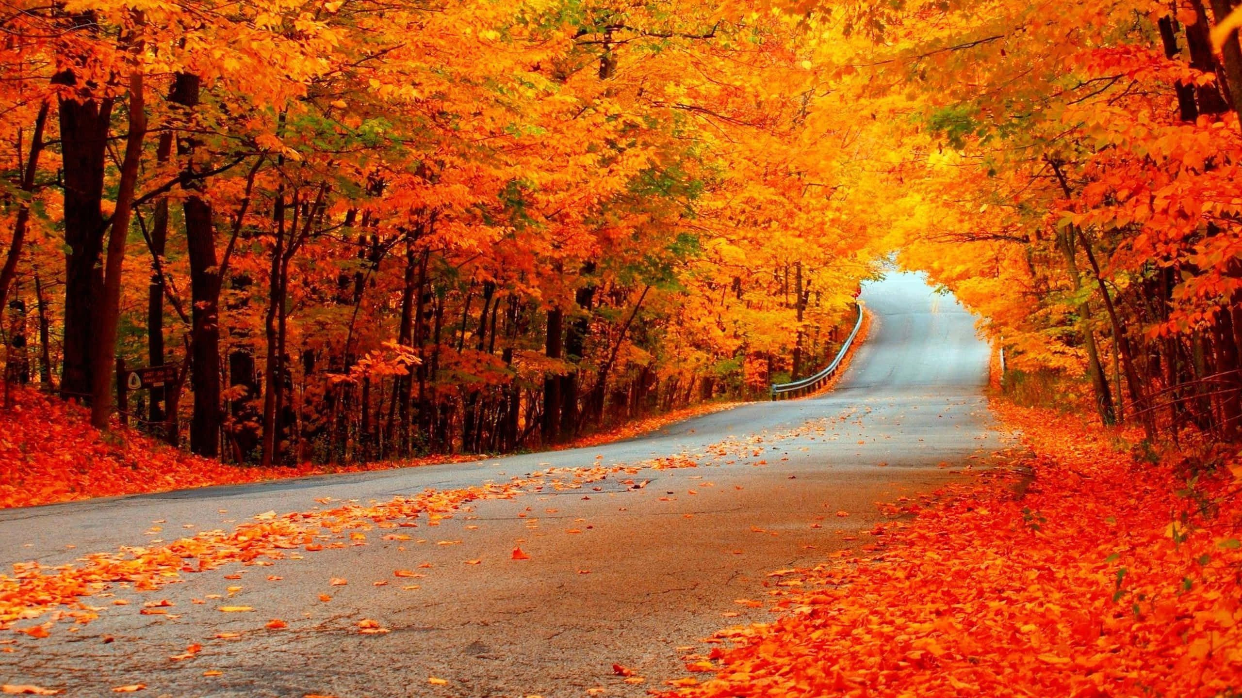 桌布 壁紙 — 一條蜿蜒的道路穿過由火紅橙紅秋樹組成的隧道，落葉鋪滿路面。