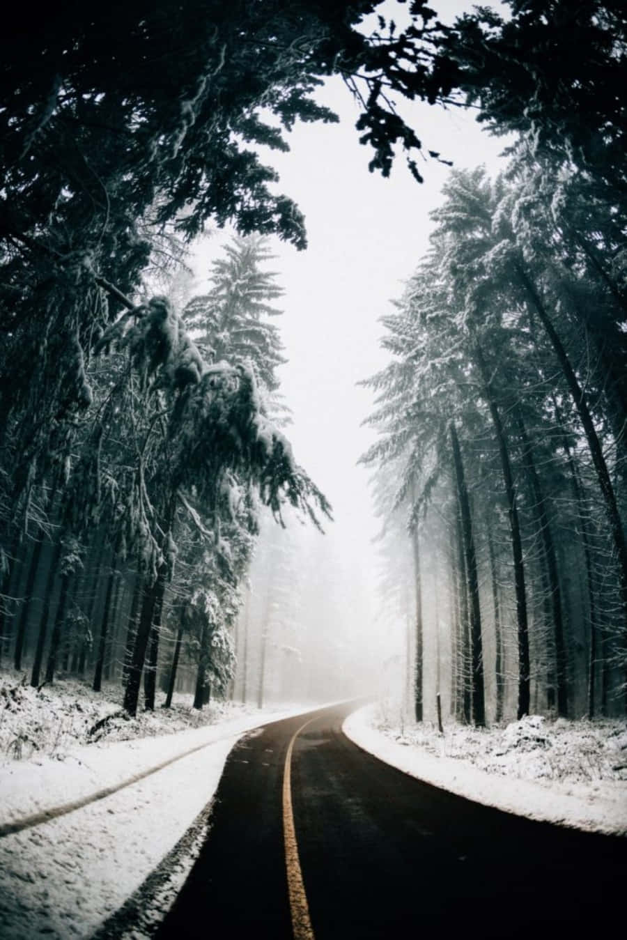桌布 壁紙 — 一條蜿蜒的道路穿過白雪覆蓋的森林，高大的松樹披著霜，在朦朧的冬日天空下。
