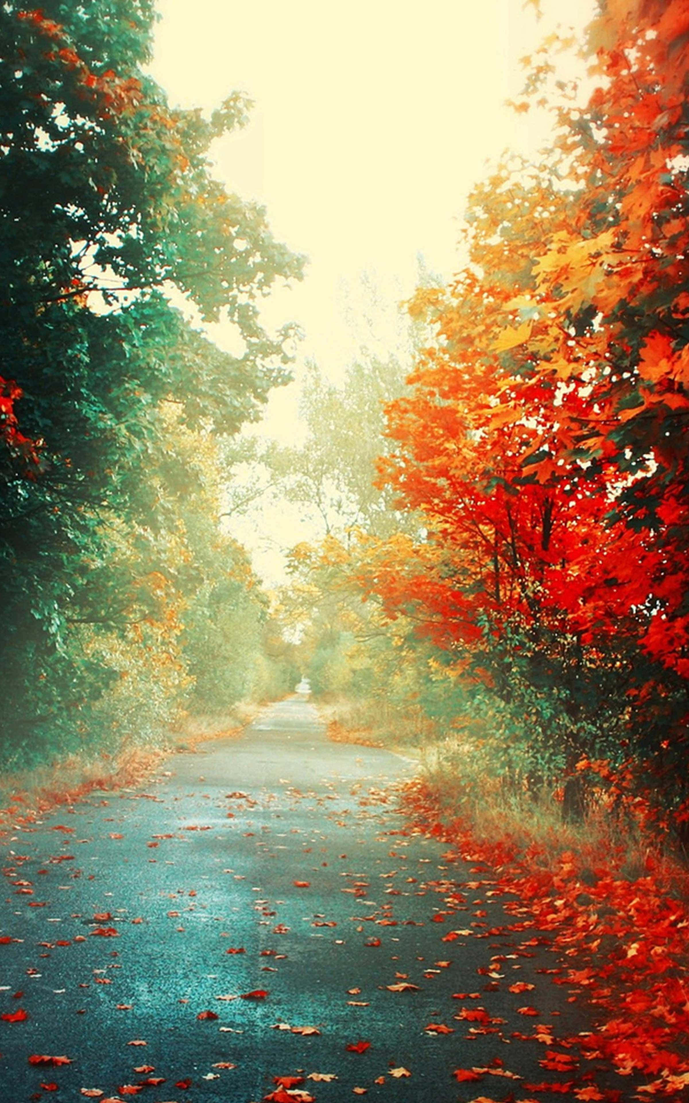Best Autumn 桌布 壁紙 — 一條蜿蜒的道路穿過秋天的樹木，在柔和的金色光線下呈現出鮮豔的紅色和綠色樹葉。