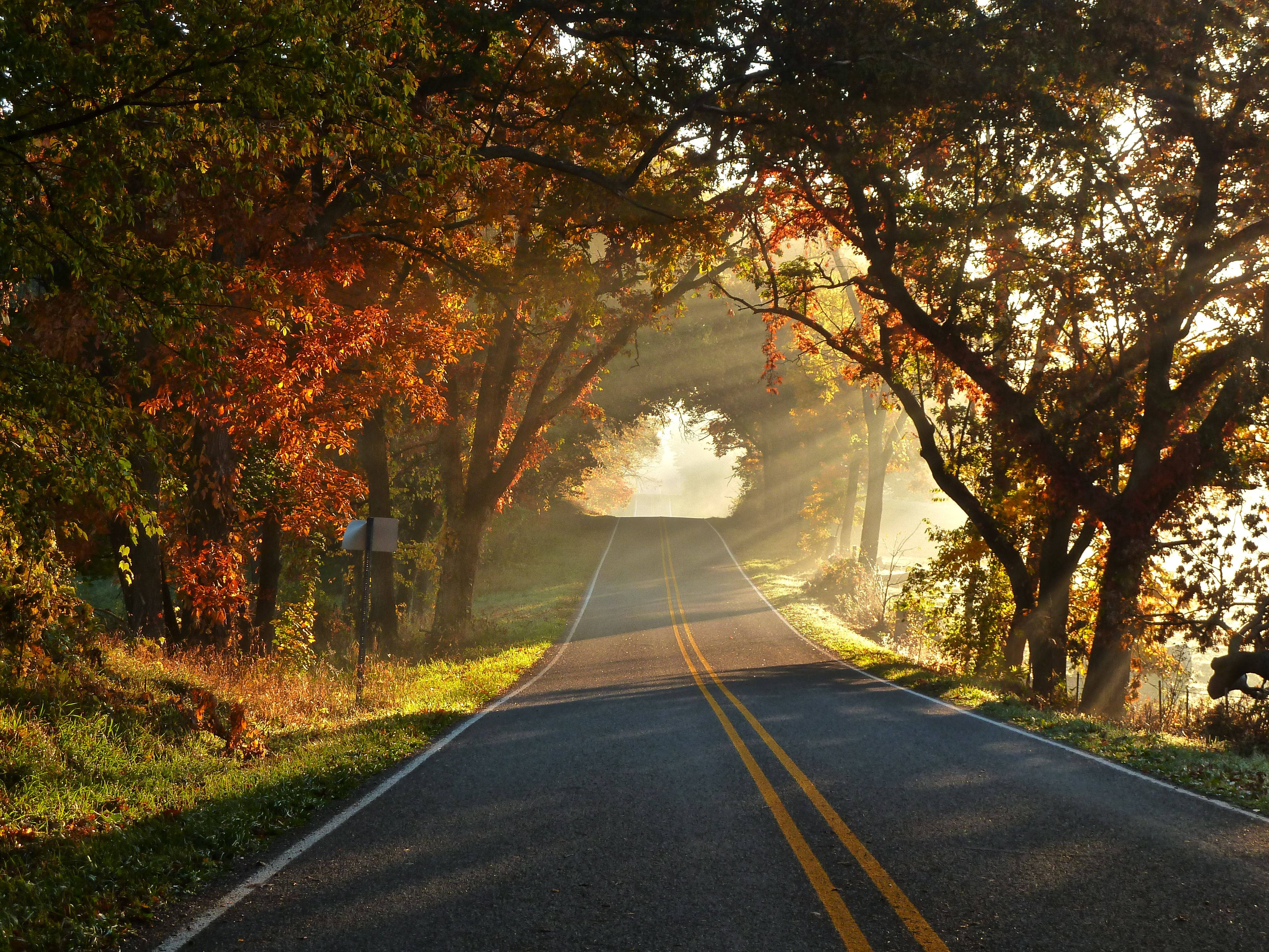 Country Road 桌布 壁紙 — 一條蜿蜒的道路穿過秋天的樹木隧道，樹木在透過薄霧空氣過濾的金色陽光下閃耀。