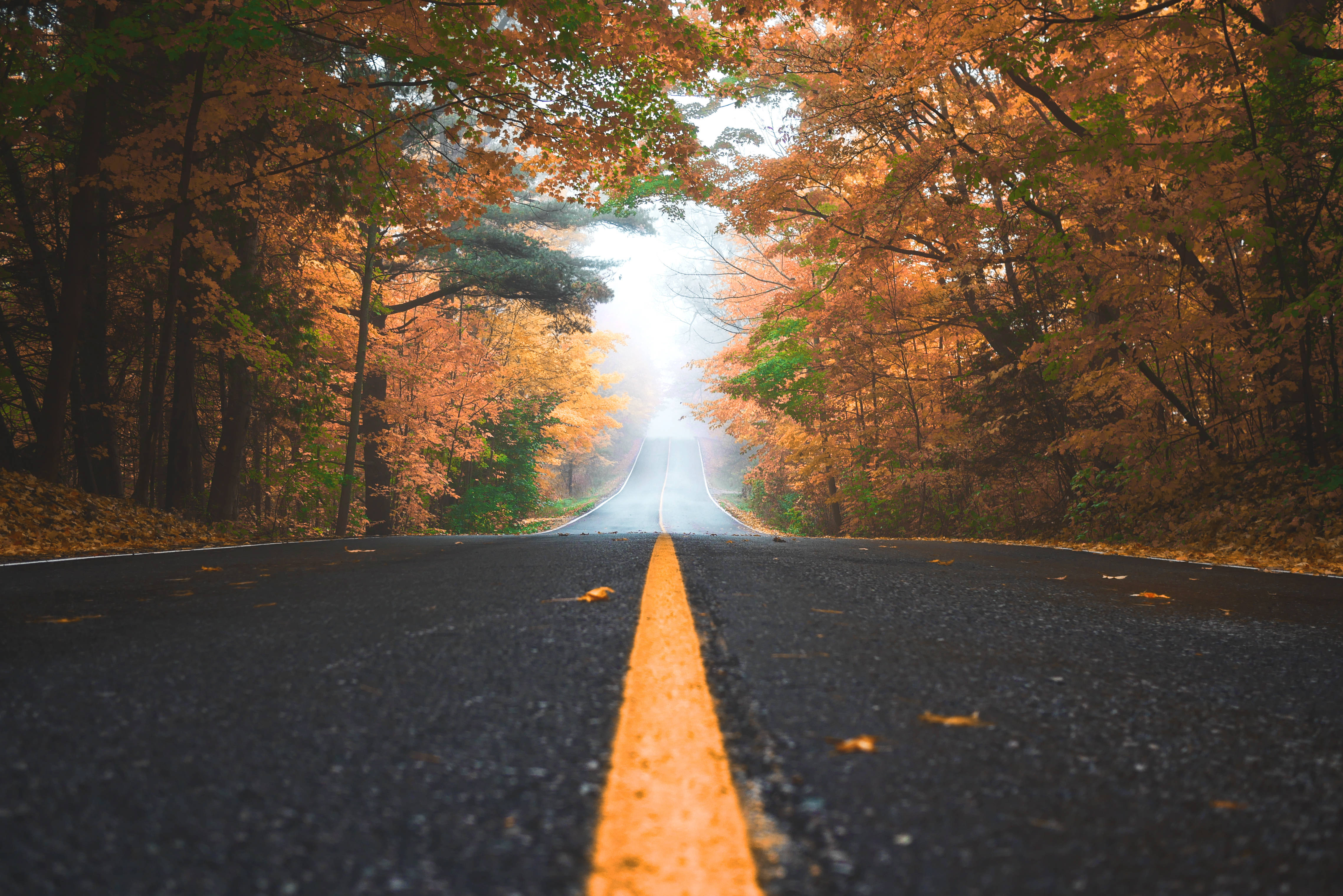 Fall 桌布 壁紙 — 一條蜿蜒的道路穿過秋天的樹木隧道，樹葉在柔和日光下閃耀著金色光芒。