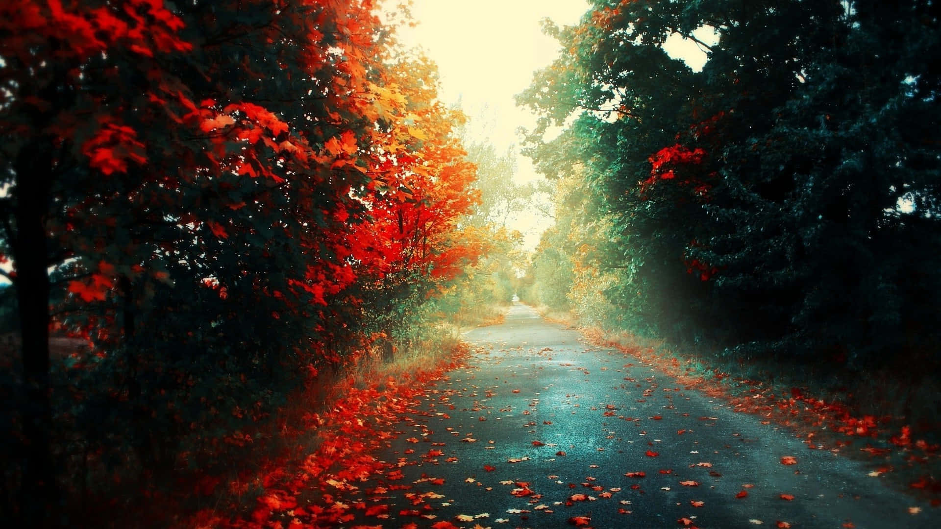 桌布 壁紙 — 一條蜿蜒的道路穿過秋天的樹林，在朦朧的陽光下，濕漉漉的路面上散落著鮮紅的樹葉。