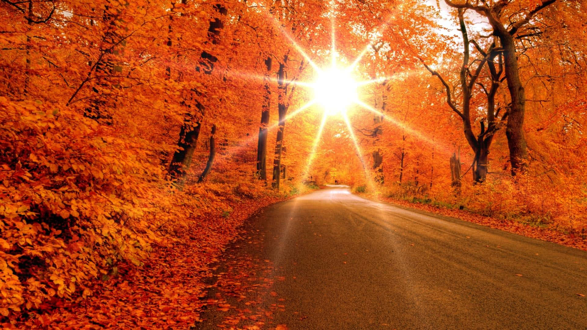 Fall Sunrise 桌布 壁紙 — 一條蜿蜒的道路穿過茂密的森林，樹葉呈現火紅的橙色，明亮的陽光透過樹冠照射進來。