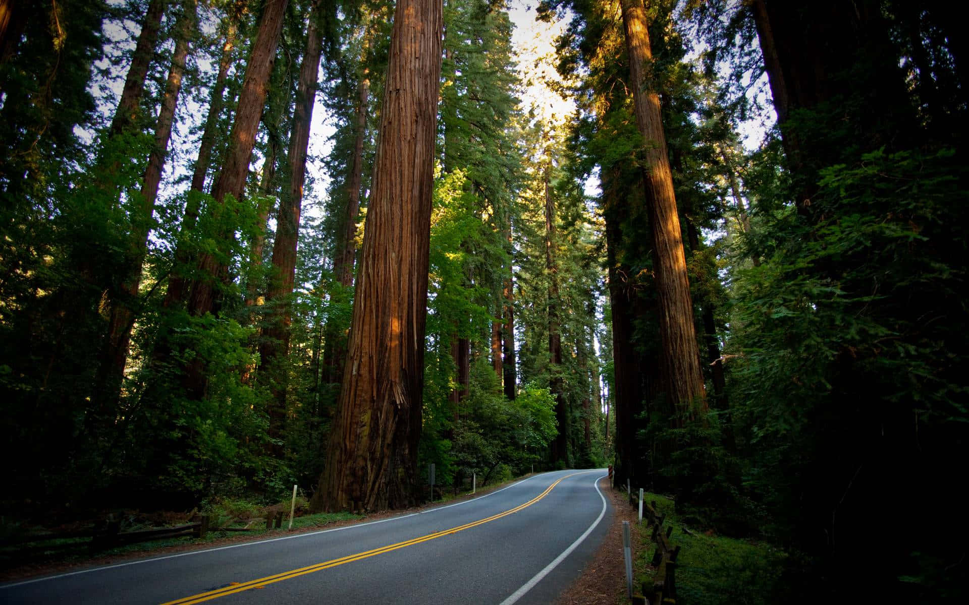 Redwood Trees 桌布 壁紙 — 一條蜿蜒的道路穿過茂密的紅杉森林，陽光透過樹冠灑落。