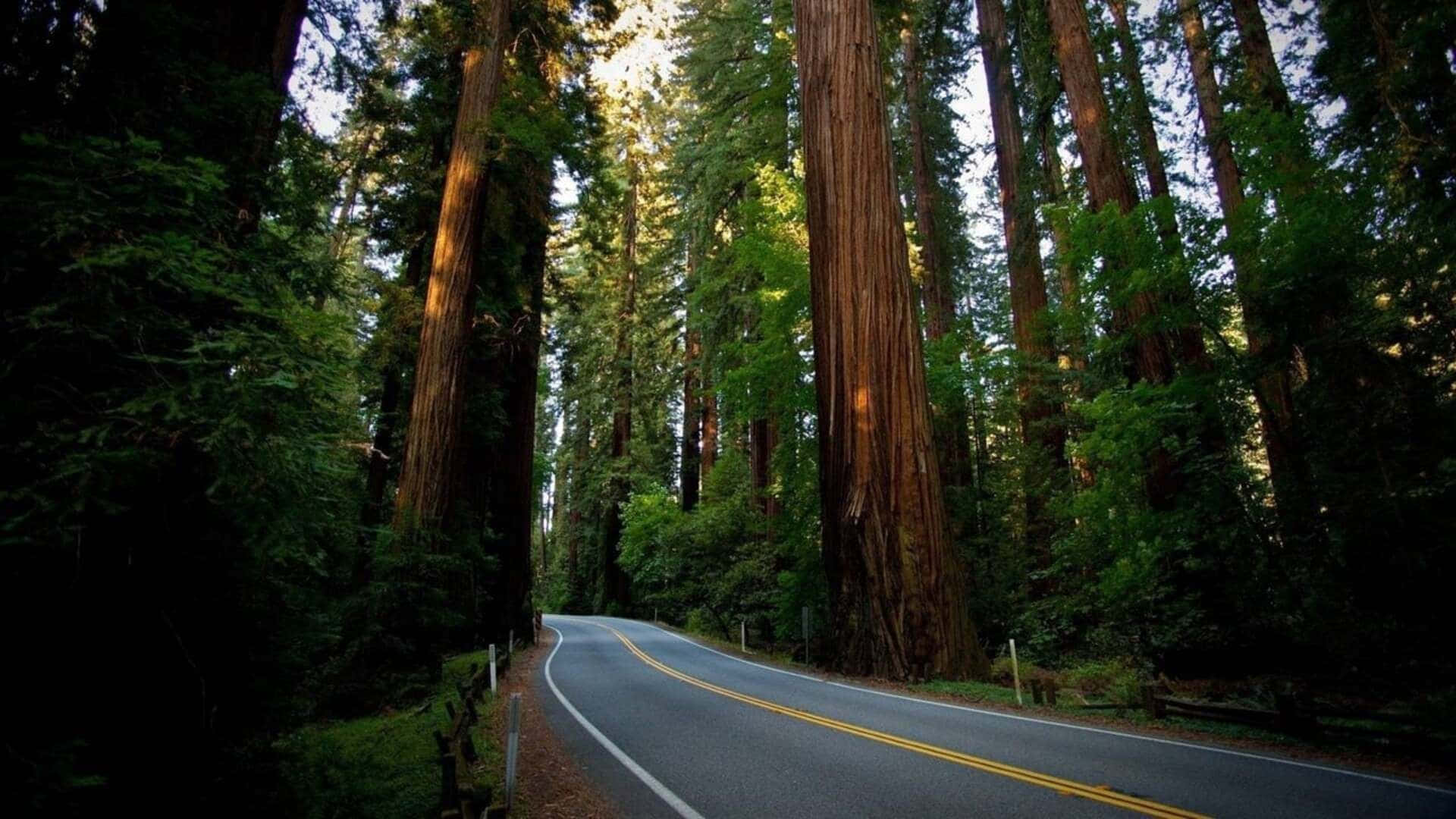 自然 桌布 壁紙 — 一條蜿蜒的道路穿過茂密的紅杉森林，陽光透過樹冠灑落。