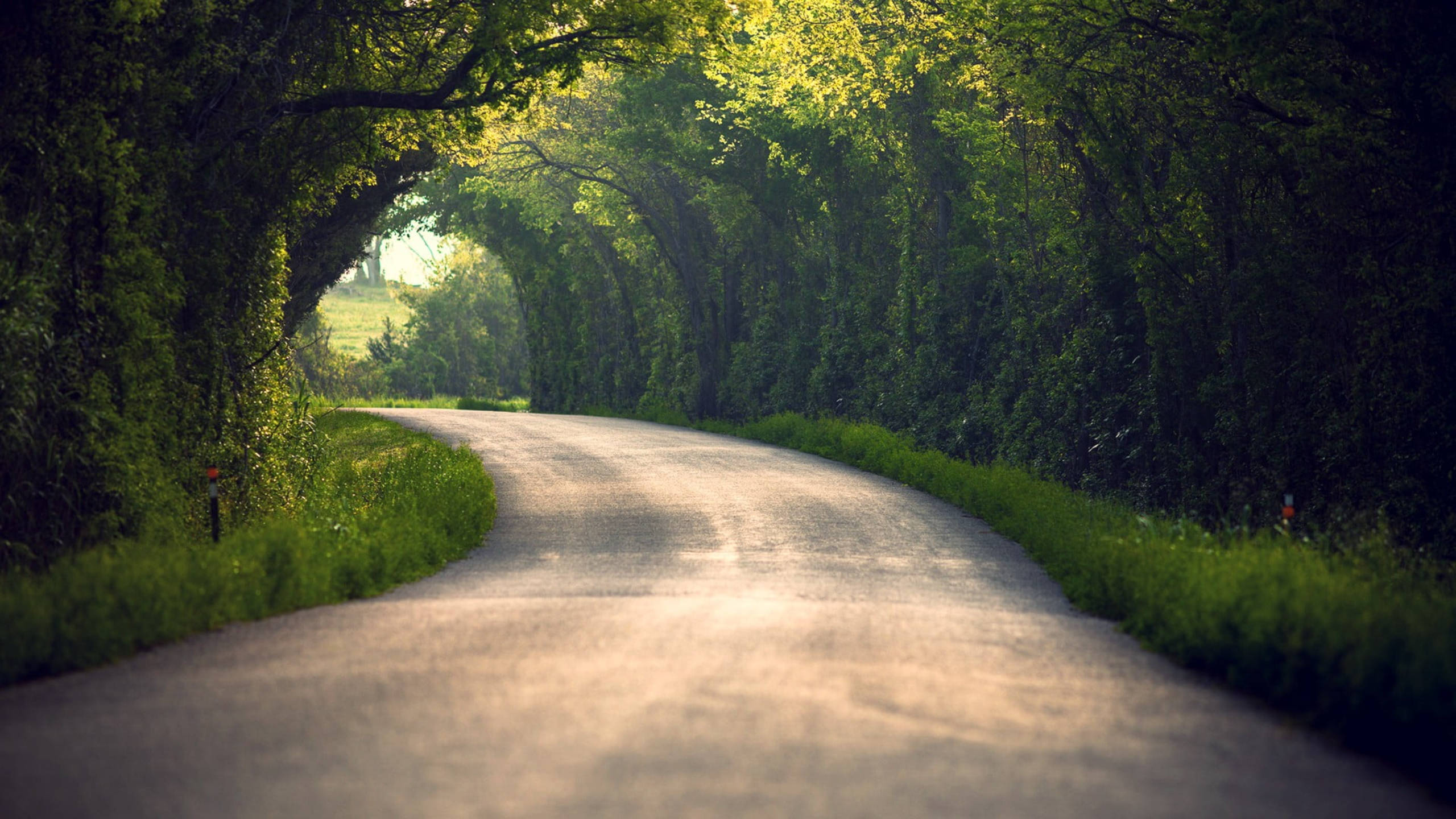 Road 桌布 壁紙 — 一條蜿蜒的道路穿過茂密的綠色樹木隧道，陽光透過樹冠灑落。
