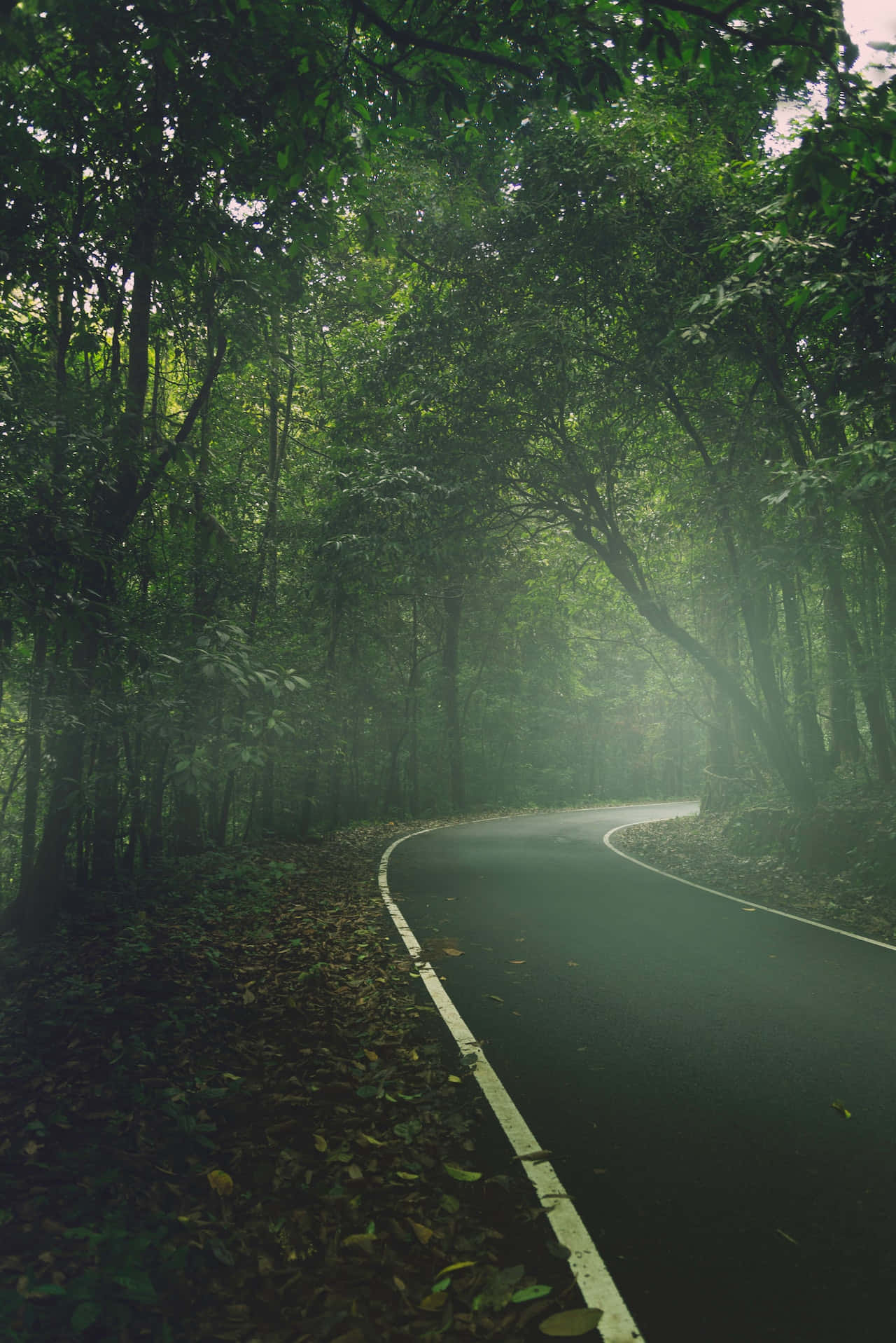 Kerala 桌布 壁紙 — 一條蜿蜒的道路穿過茂密霧氣瀰漫的森林，陽光透過樹冠灑落。