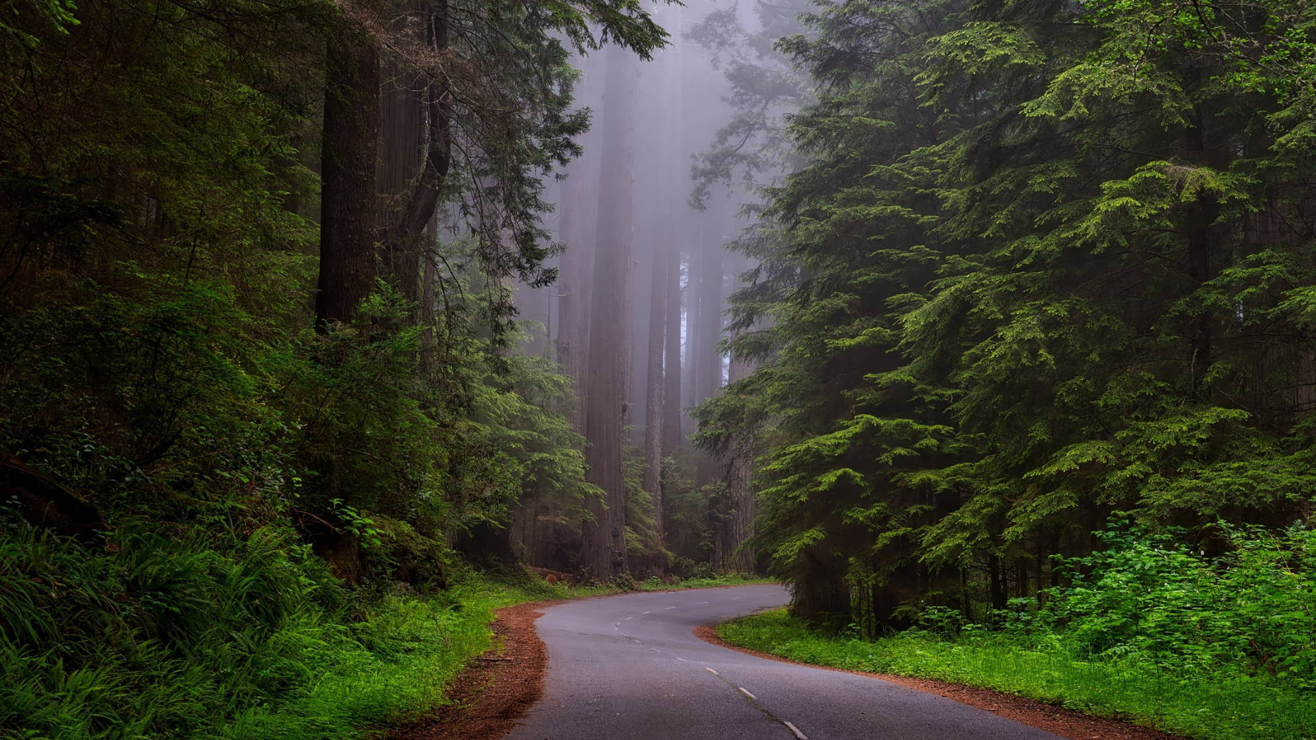 Country Road 桌布 壁紙 — 一條蜿蜒的道路穿過迷霧森林，兩旁是高聳的常綠樹木和茂密的綠色灌木叢。