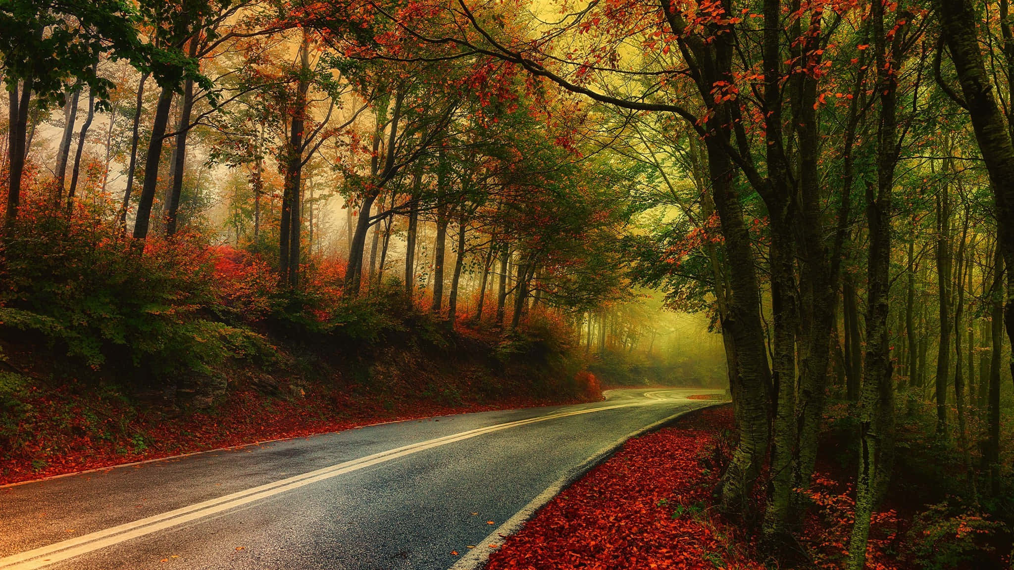 Fall Photography 桌布 壁紙 — 一條蜿蜒的道路穿過迷霧籠罩的秋日森林，鮮紅和橙色的樹葉覆蓋著地面和樹木。