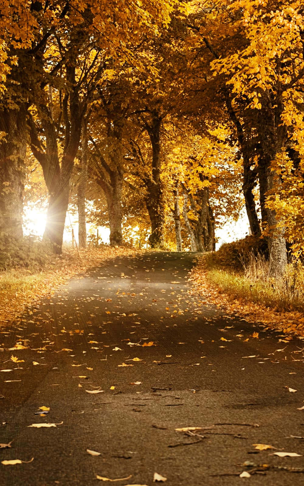 Autumn Fall 桌布 壁紙 — 一條蜿蜒的道路穿過金色的秋日森林，陽光透過鮮豔的黃葉灑落。