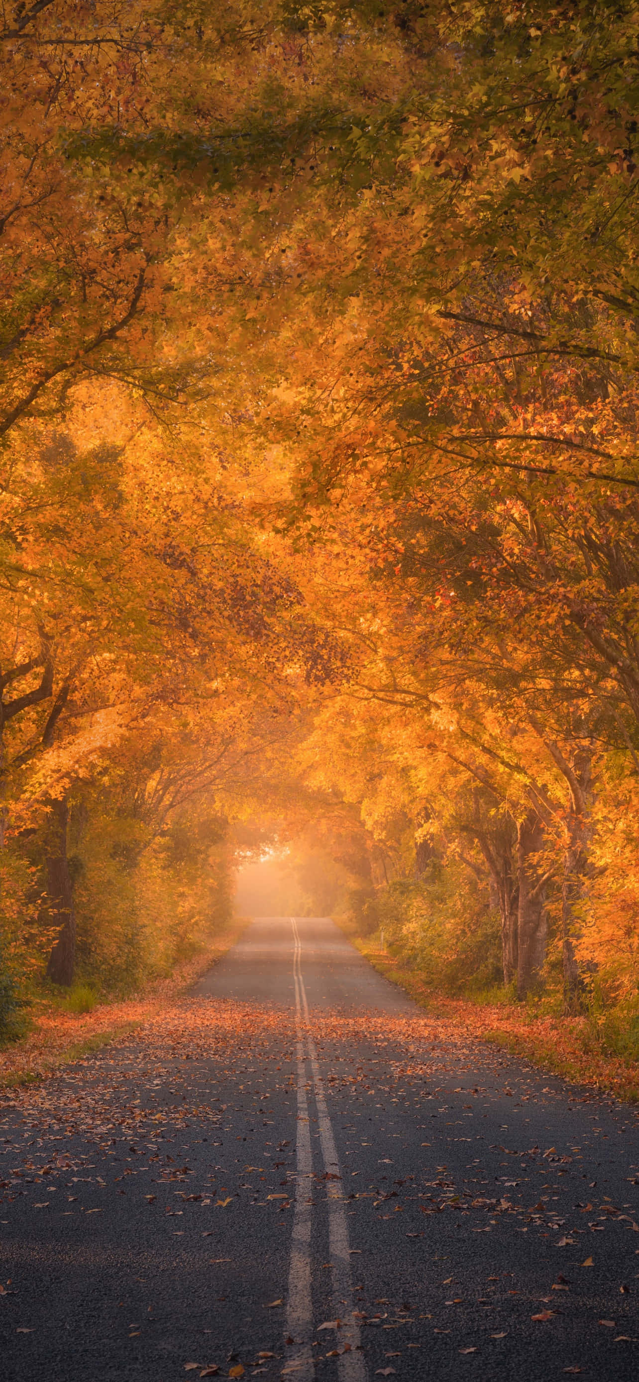 Autumn iPhone 6 Plus 桌布 壁紙 — 一條蜿蜒的道路穿過金色秋樹隧道，落葉鋪滿瀝青路面。