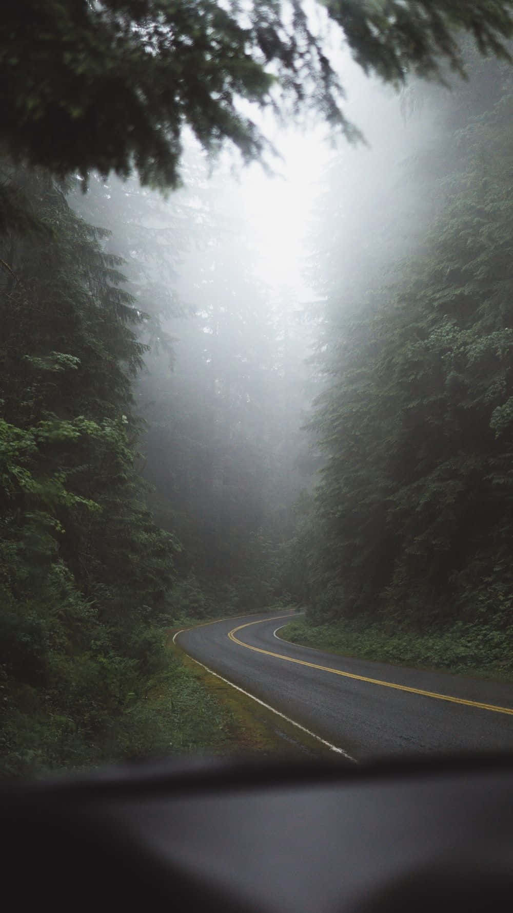 Trees iPhone 桌布 壁紙 — 一條蜿蜒的道路穿過霧氣瀰漫的森林，陽光穿透上方的樹冠。