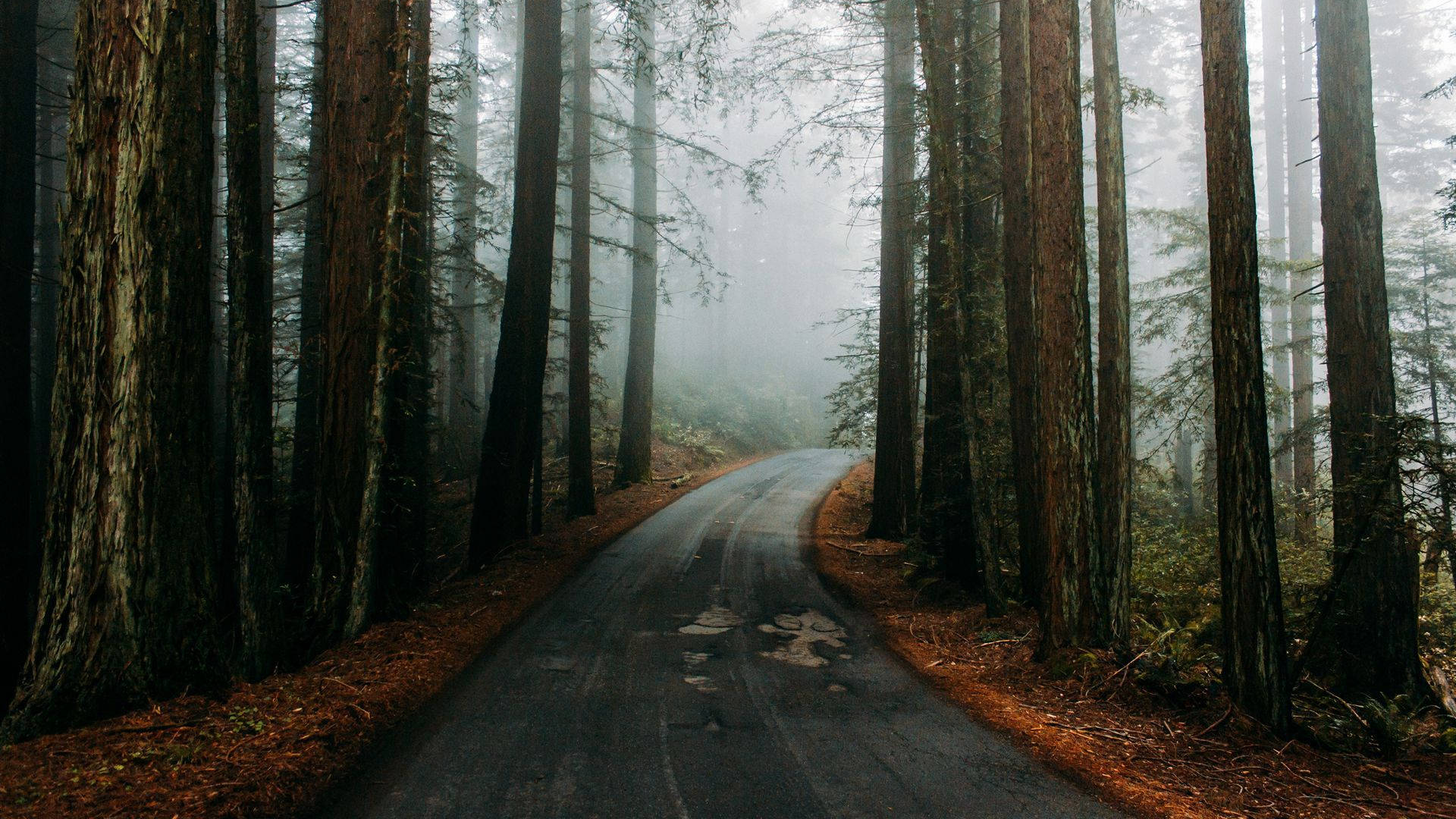 Redwood 桌布 壁紙 — 一條蜿蜒的道路穿過霧氣瀰漫的森林，高聳的樹木和潮濕的土地在柔和散射的光線下。