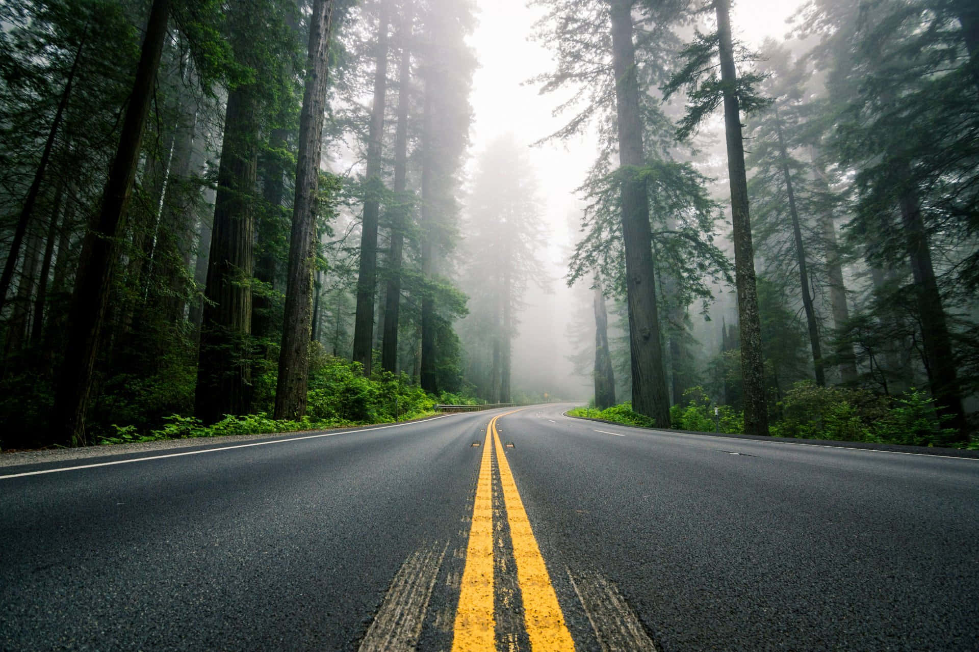 Road 桌布 壁紙 — 一條蜿蜒的道路穿過霧氣瀰漫的森林，高聳的樹木和一條明亮的黃色中心線逐漸消失在霧中。