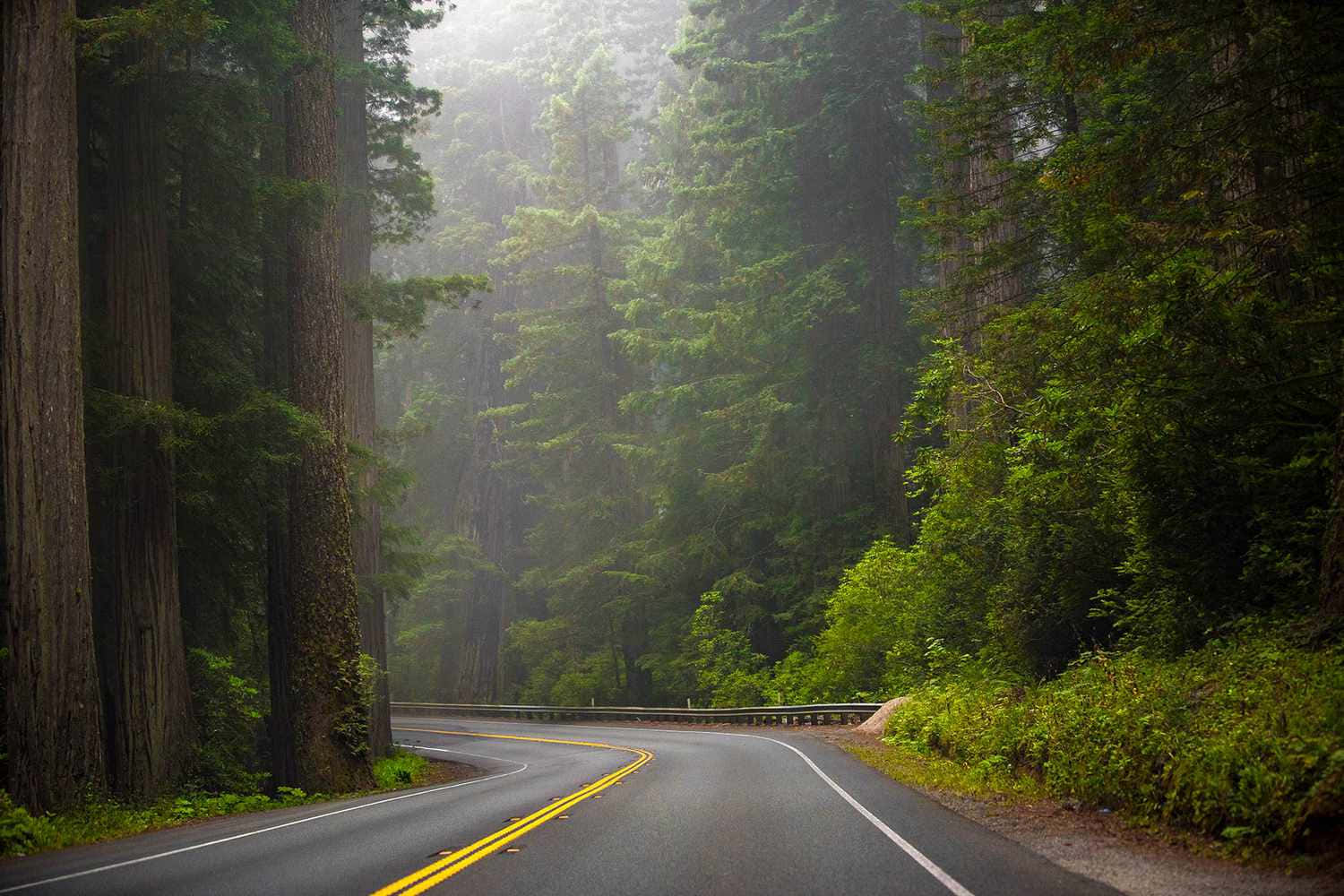 風景 桌布 壁紙 — 一條蜿蜒的道路穿過霧氣瀰漫的紅杉森林，高聳的樹木間，斑駁的陽光透過茂密的綠色樹冠灑落。