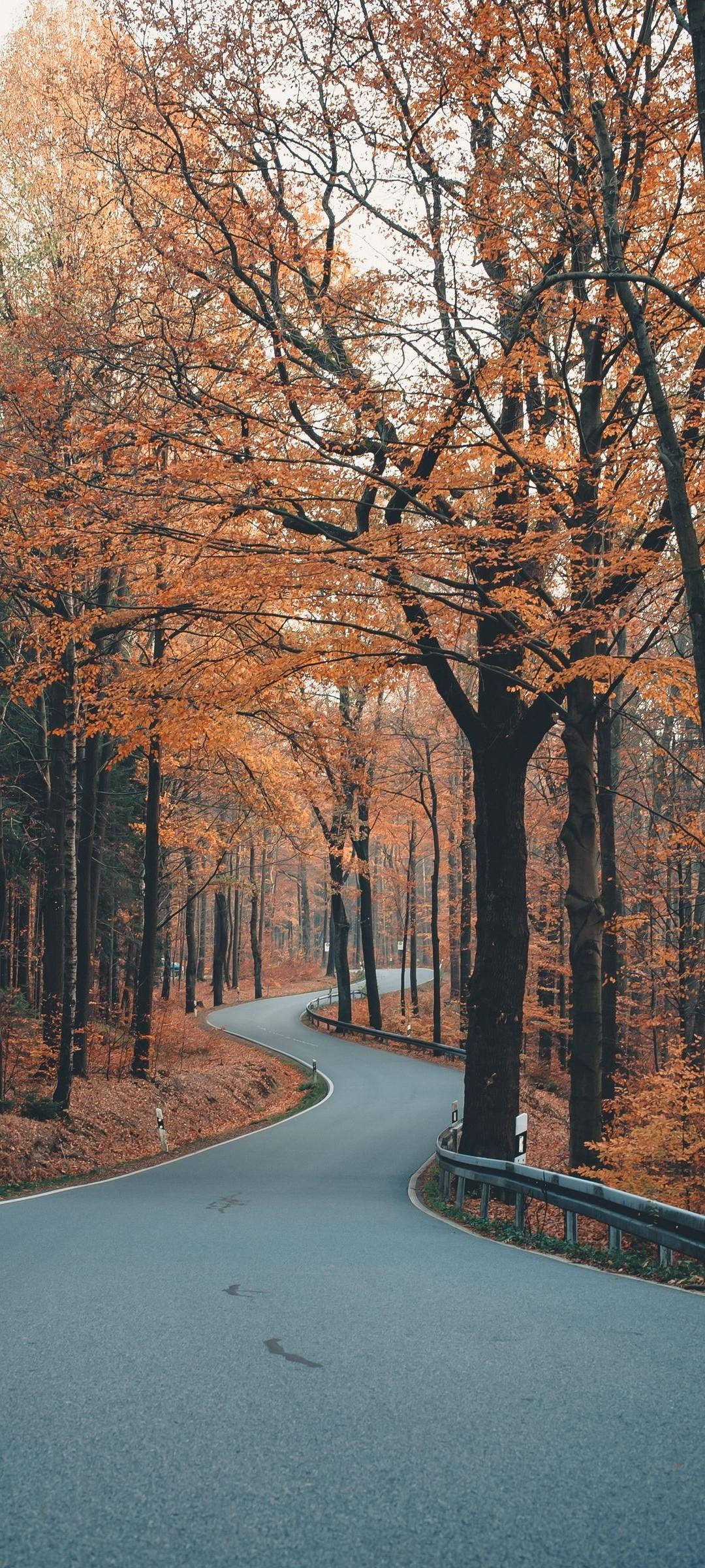Road 桌布 壁紙 — 一條蜿蜒的道路穿過高聳樹木的森林，頭頂上有鮮豔的橙色秋葉。
