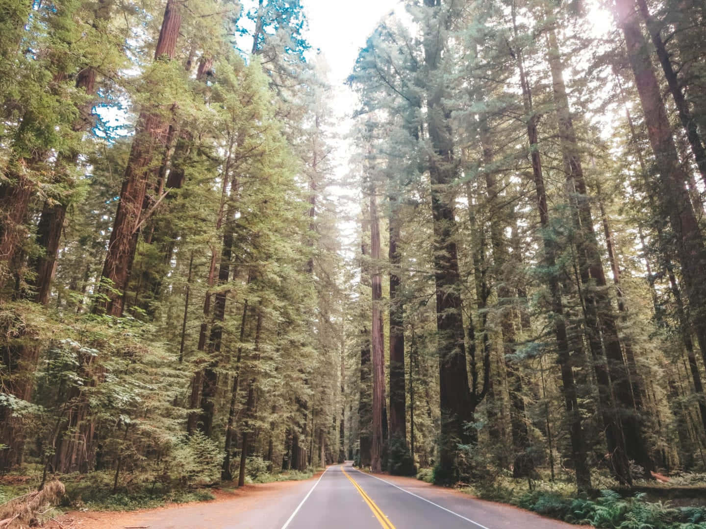 Road 桌布 壁紙 — 一條蜿蜒的道路穿過高聳的紅杉林，陽光透過茂密的綠色樹冠灑落下來。