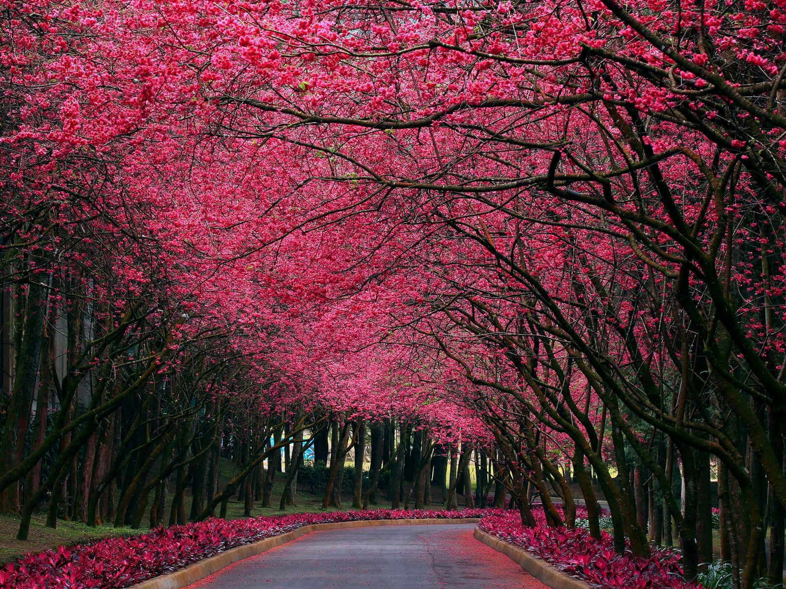 Natural Beauty 桌布 壁紙 — 一條蜿蜒的道路被充滿活力的粉紅色櫻花樹冠框住，形成隧道效果。