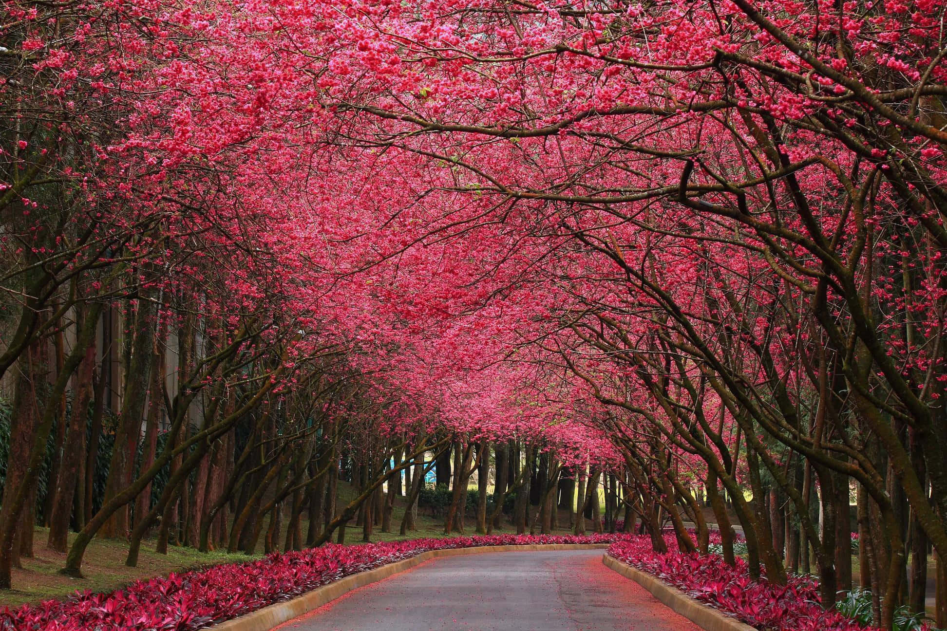 Pink Trees 桌布 壁紙 — 一條蜿蜒的道路被充滿活力的粉紅色櫻花樹冠框住，營造出隧道效果。