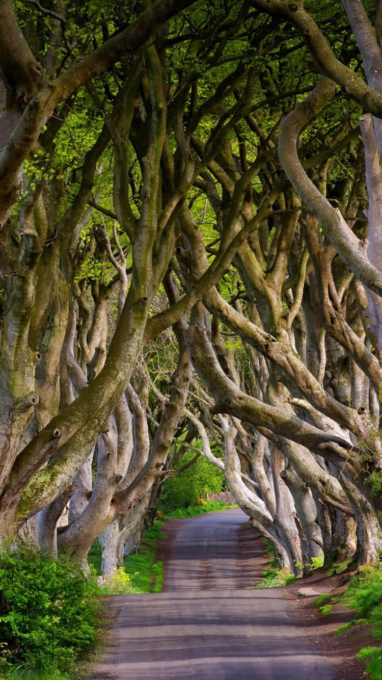 一條兩旁種滿樹木的道路，彎曲的樹枝在頭頂形成一個綠色的樹冠。 — 愛爾蘭 壁紙