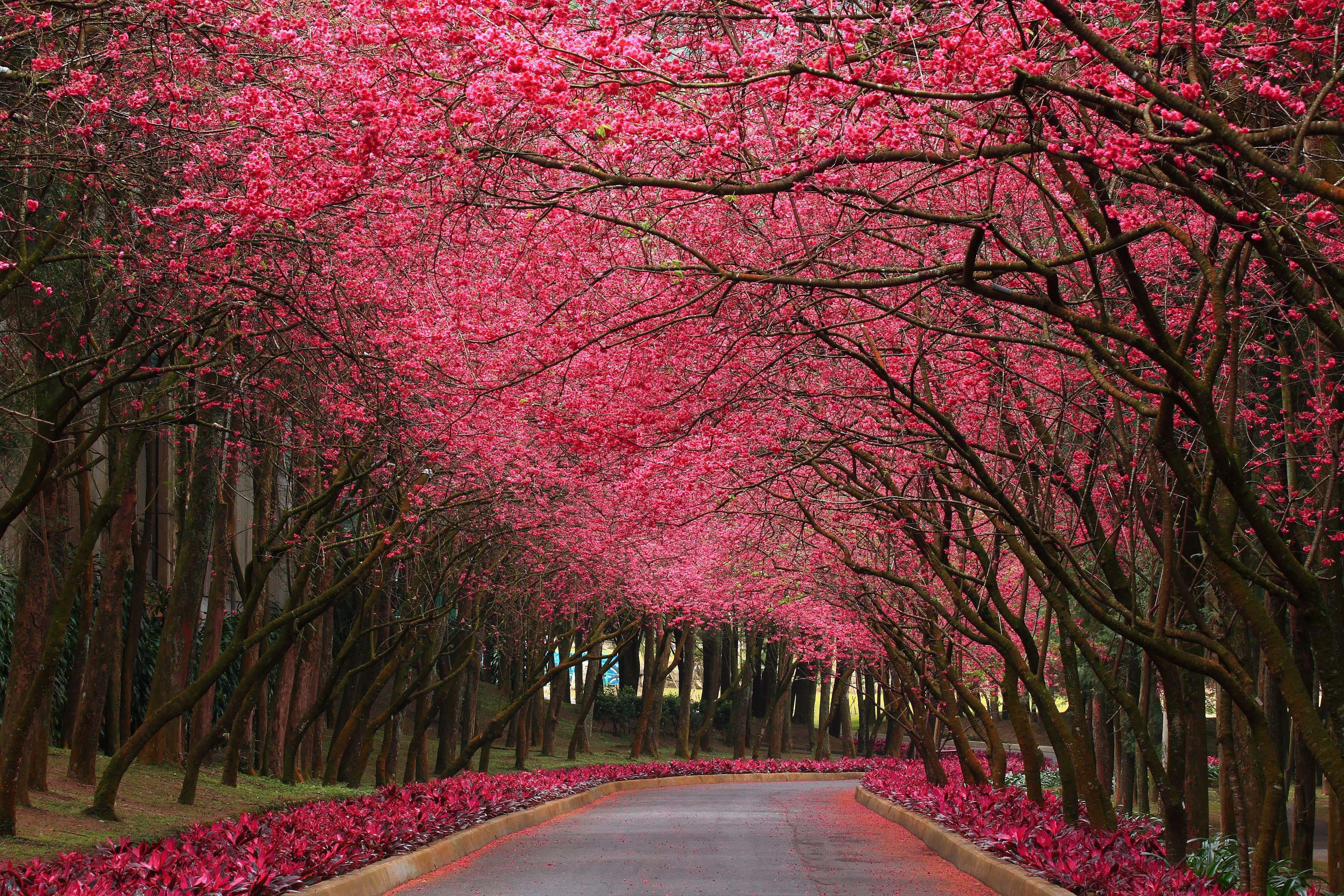 Blooming Trees 桌布 壁紙 — 一條蜿蜒的道路被粉紅色櫻花的鮮豔樹冠框住，營造出隧道效果。