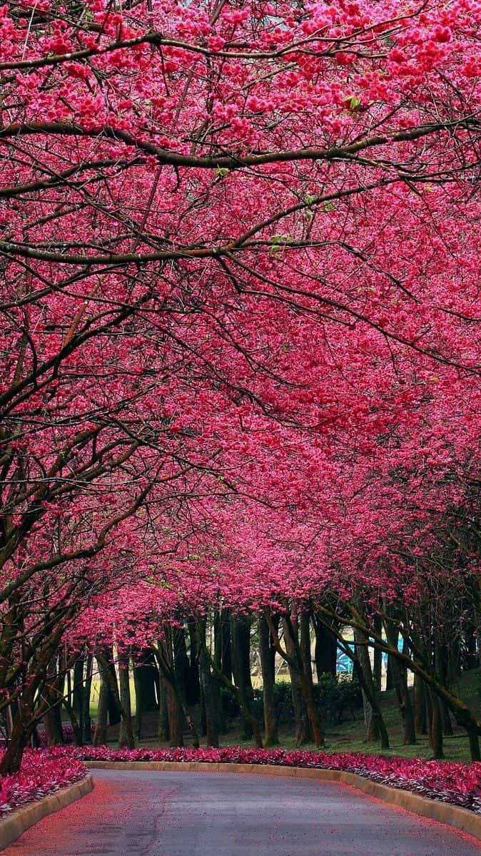 樹木 桌布 壁紙 — 一條蜿蜒的道路被茂密的粉紅色櫻花樹冠框住，形成隧道效果。
